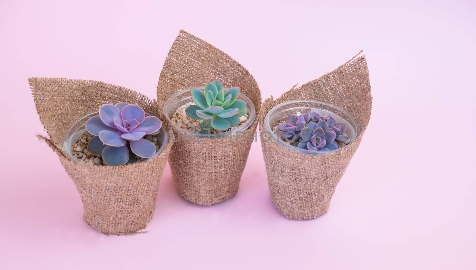 Three small pots wrapped in burlap with succulent flowers on a pink pastel background.