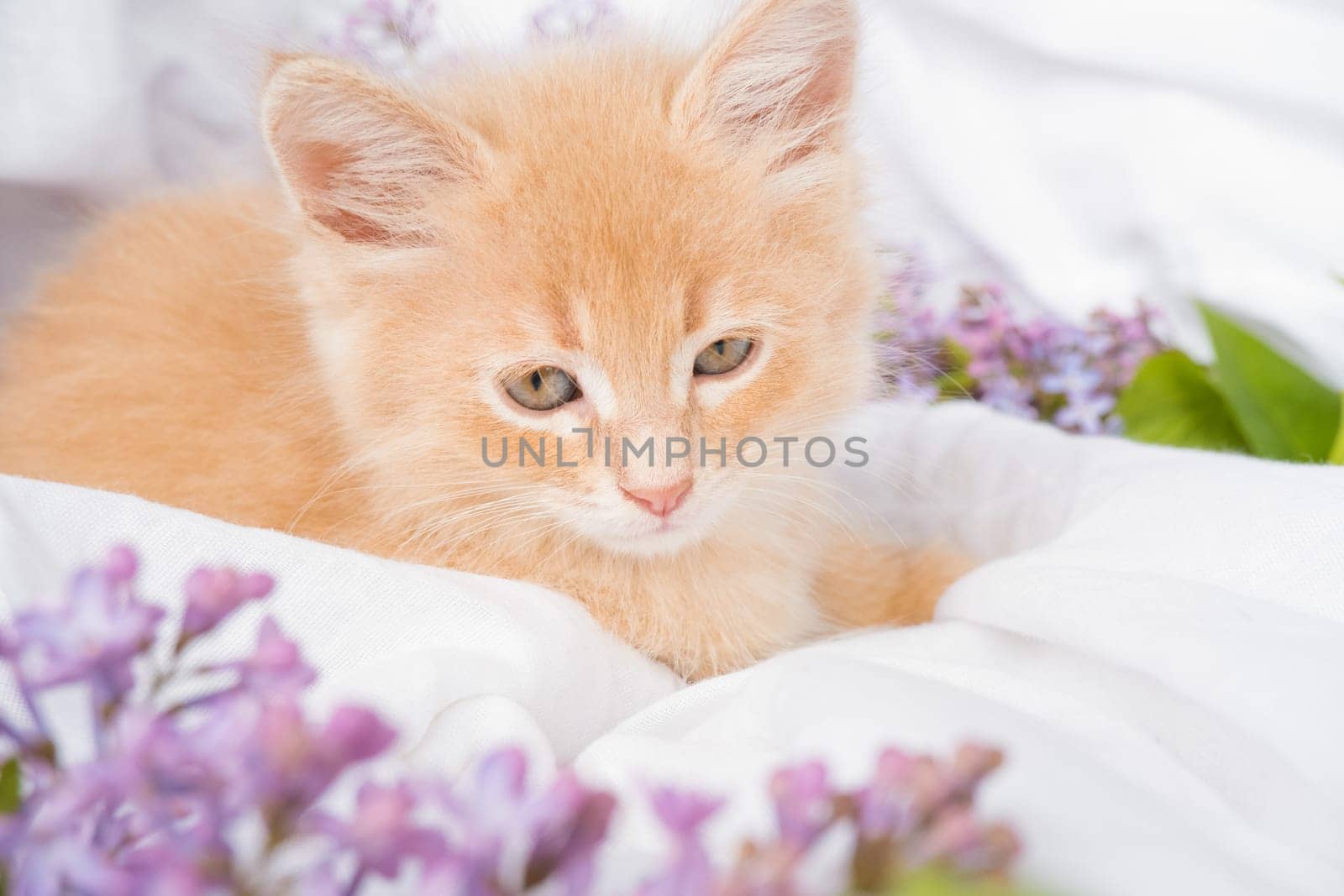 Cute ginger kitten and pink flowers on a white blanket. Greeting card with women's day, birthday, mother's day.