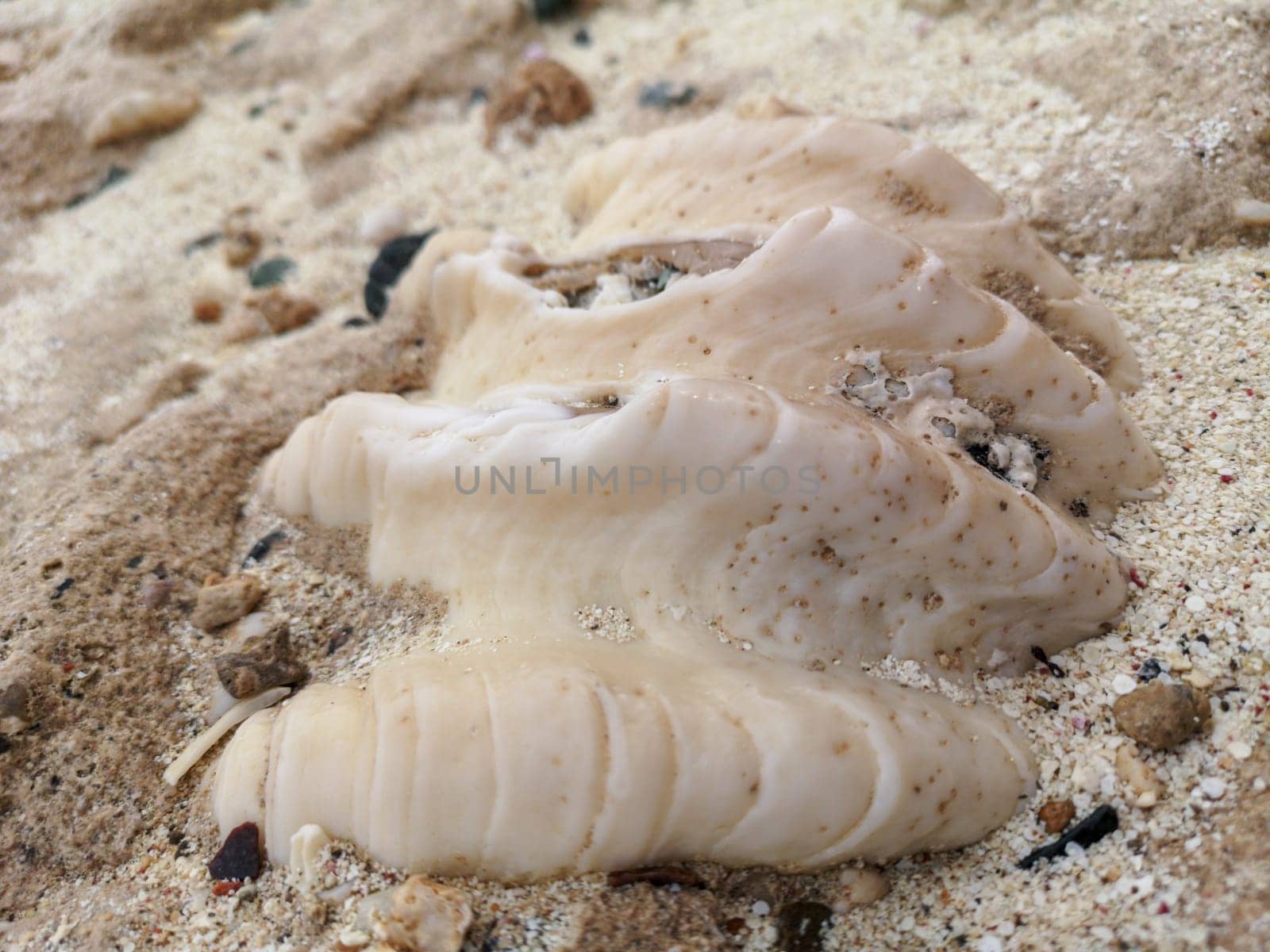 large seashell on the seashore on the coast of the red sea. High quality photo