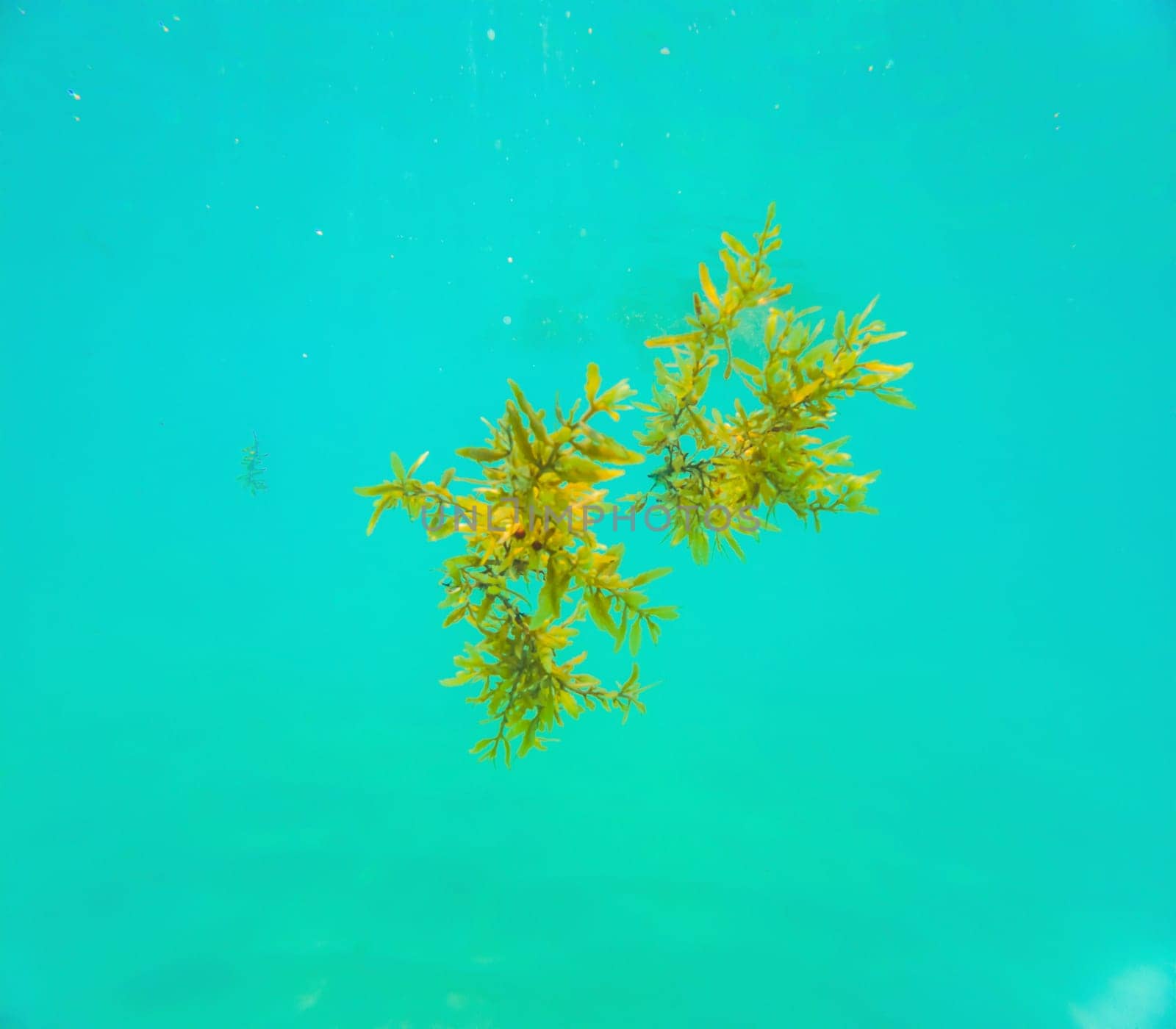 Closeup underwater shot of brown Sargassum algae floating at surface of shallow tropical sea by galitskaya