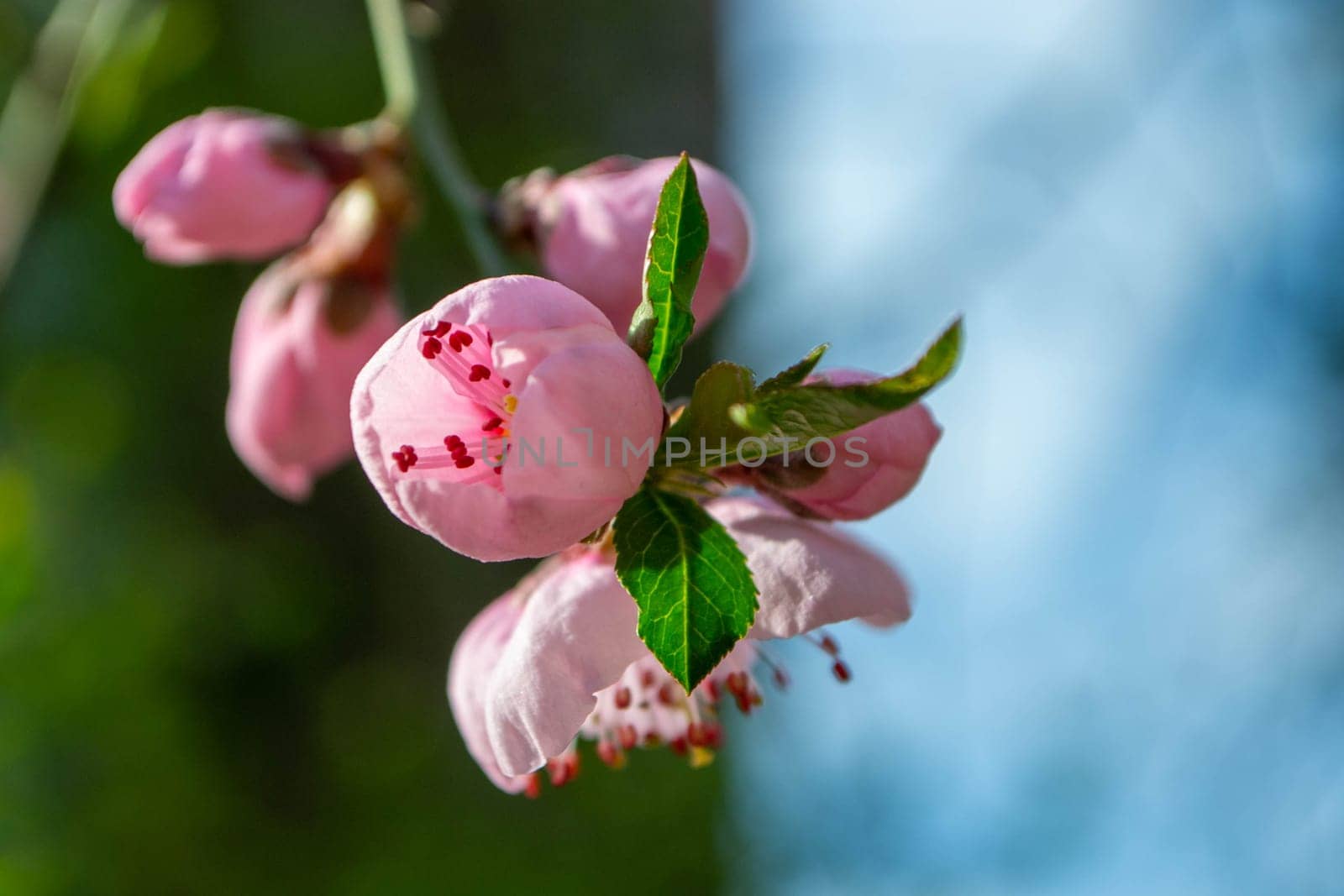 Beautiful Pink Sakura flowers, cherry blossom during springtime against blue sky, toned image with sun leak . High quality photo