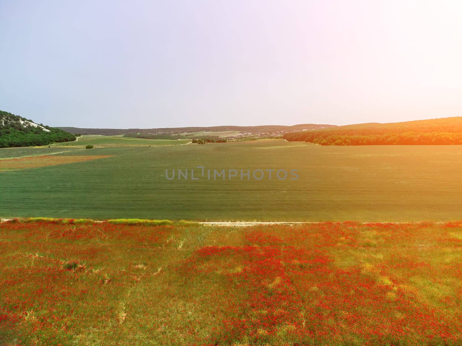 Field of red poppies near to green wheat field. Aerial view. Beautiful field scarlet poppies flowers with selective focus. Red poppies in soft light. Glade of red poppies. Papaver sp. Nobody by panophotograph