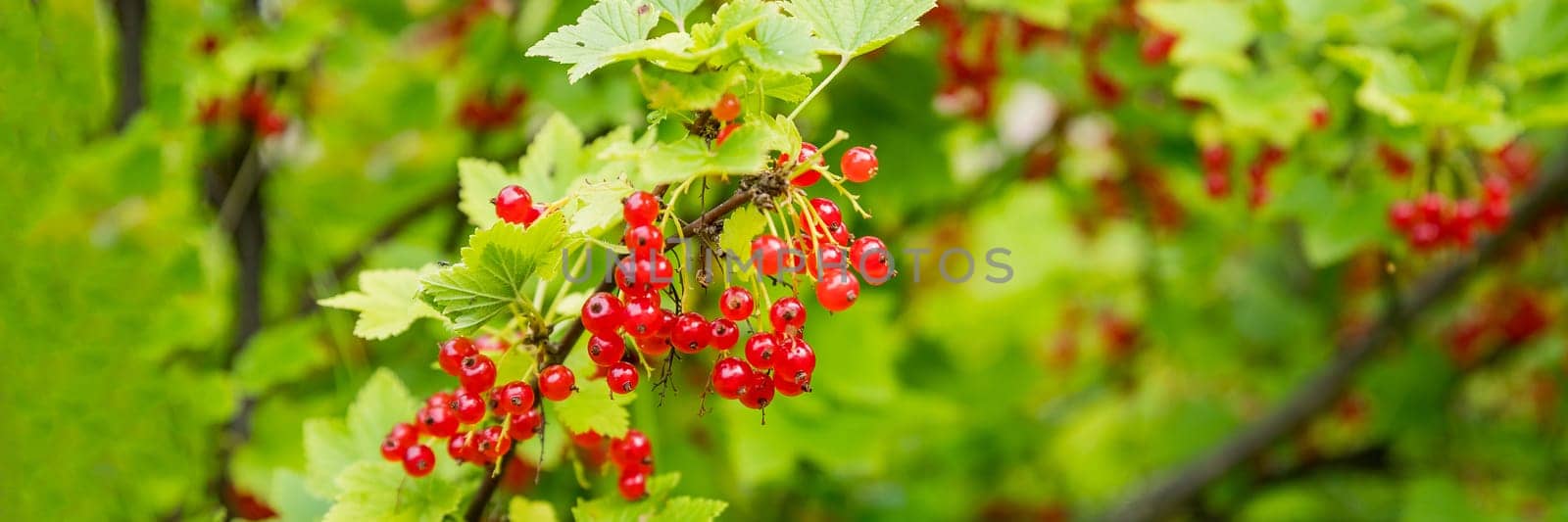 branch of ripe red currant in a garden on green background.berries grow in sunny garden. Red currants plantation in summer field. by YuliaYaspe1979