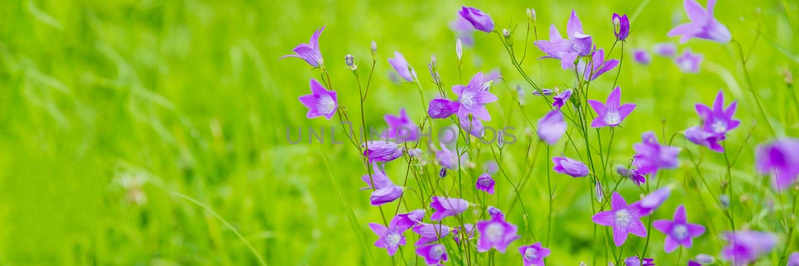 Big purple bellflower in the summer garden macro photography. Wildflowers with bright purple petals on a summer day floral poster for wall decor. Blossom campanula flower wall art poster.