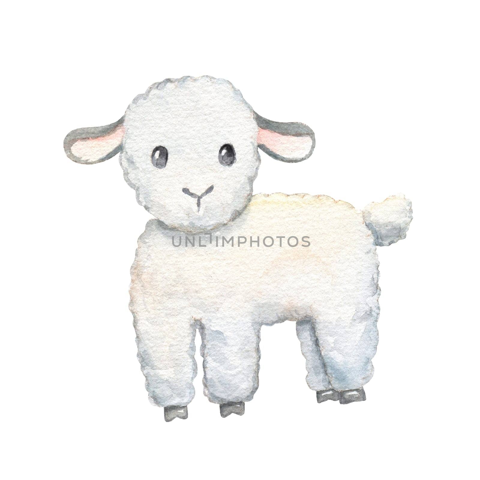 Cute lamb isolated on white background. Watercolor cartoon illustration. Little sheep