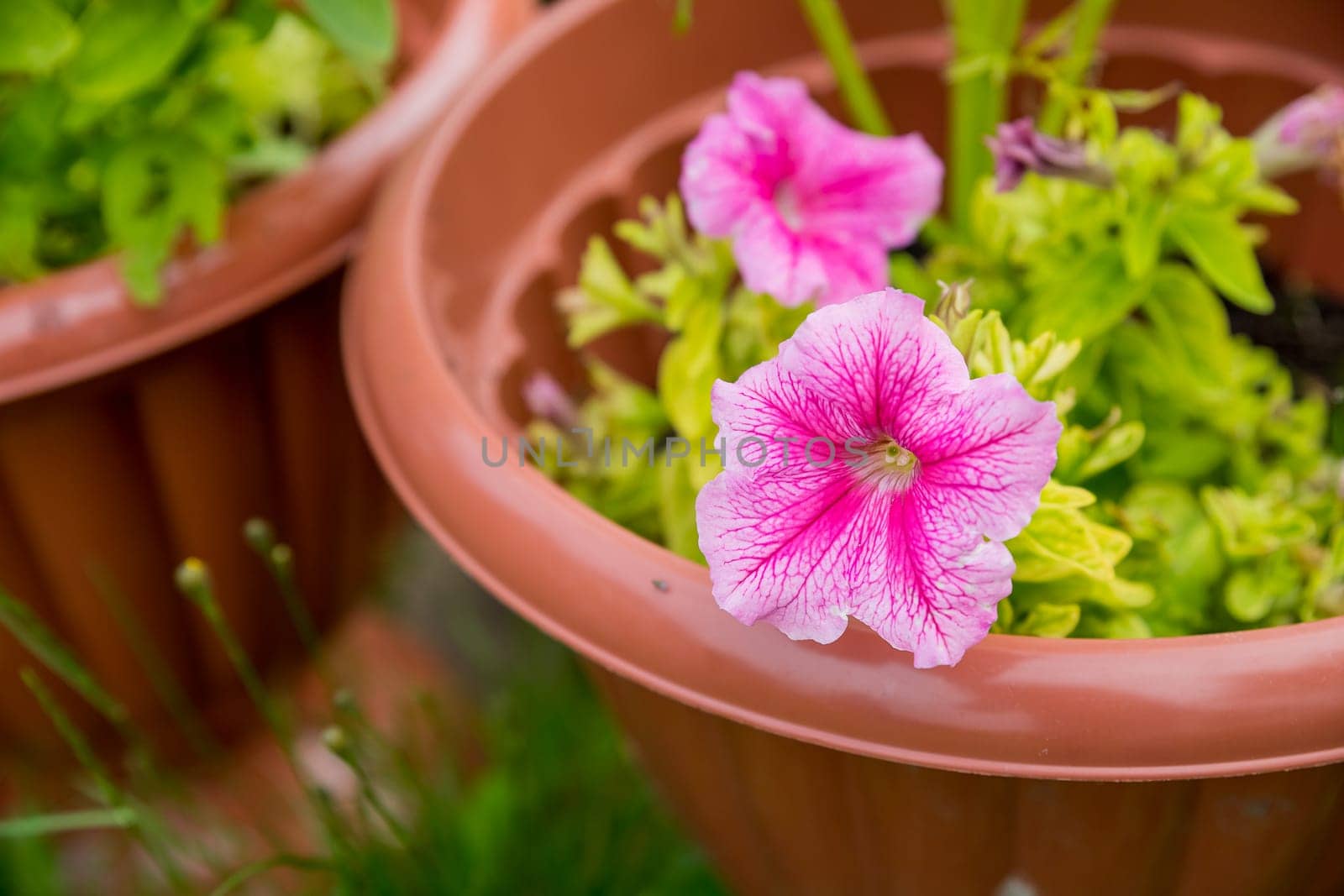 Petunia, Petunias in the tray,Petunia in the pot, multicolor petunia