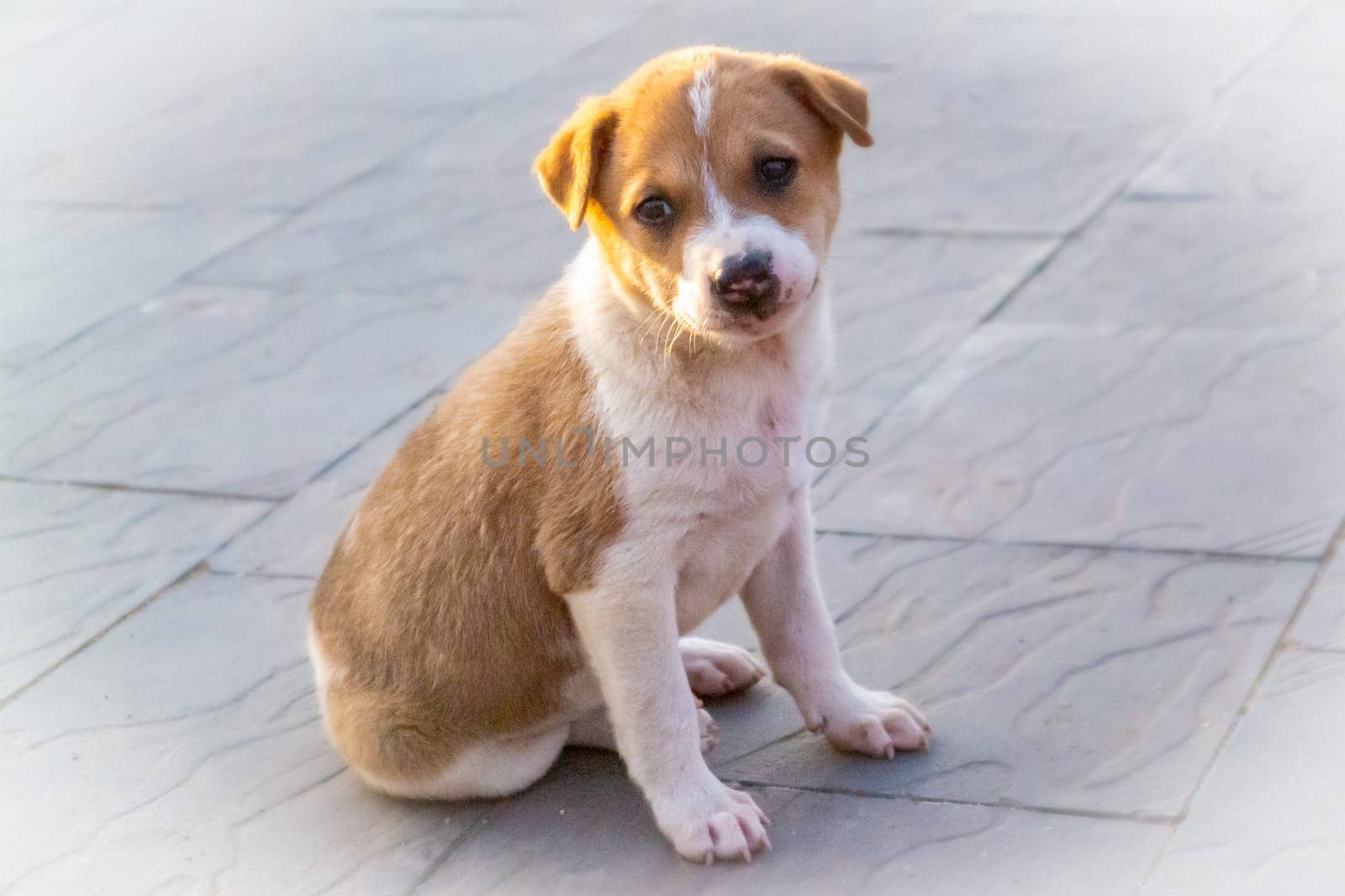 A cute pariah puppy in the sunlight by apurvice123