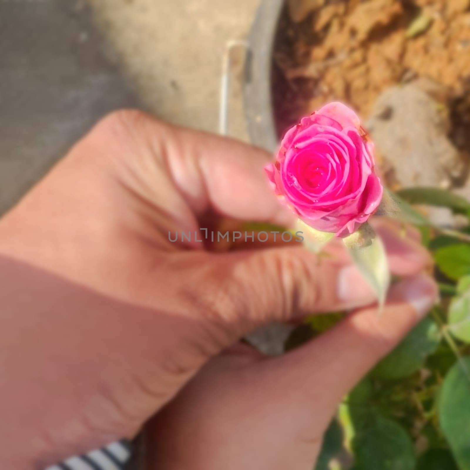 Closeup of a rose on valentine's day and rose day with focus on the subjects, Rose is a symbol of love and compassion, Congrats to all celebrating valentine's day . 4k quality photo
