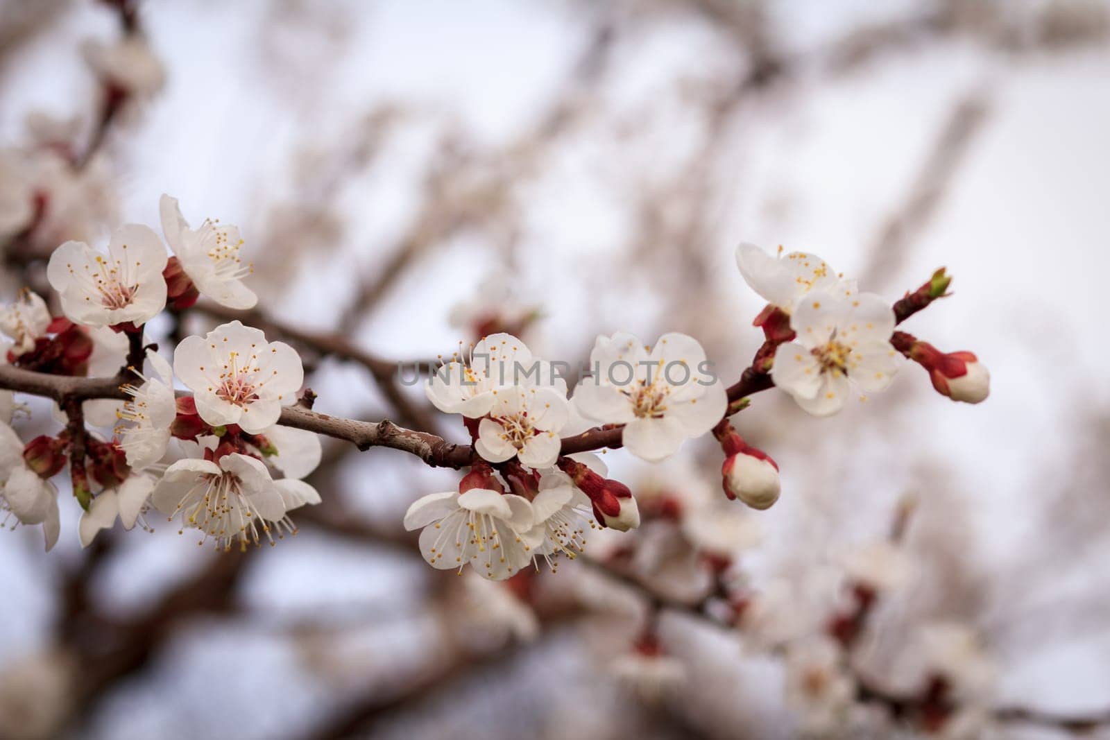 Branch of apricot tree in the period of spring flowering on blurred sky background. Shallow depth of field. Selective focus on flowers.