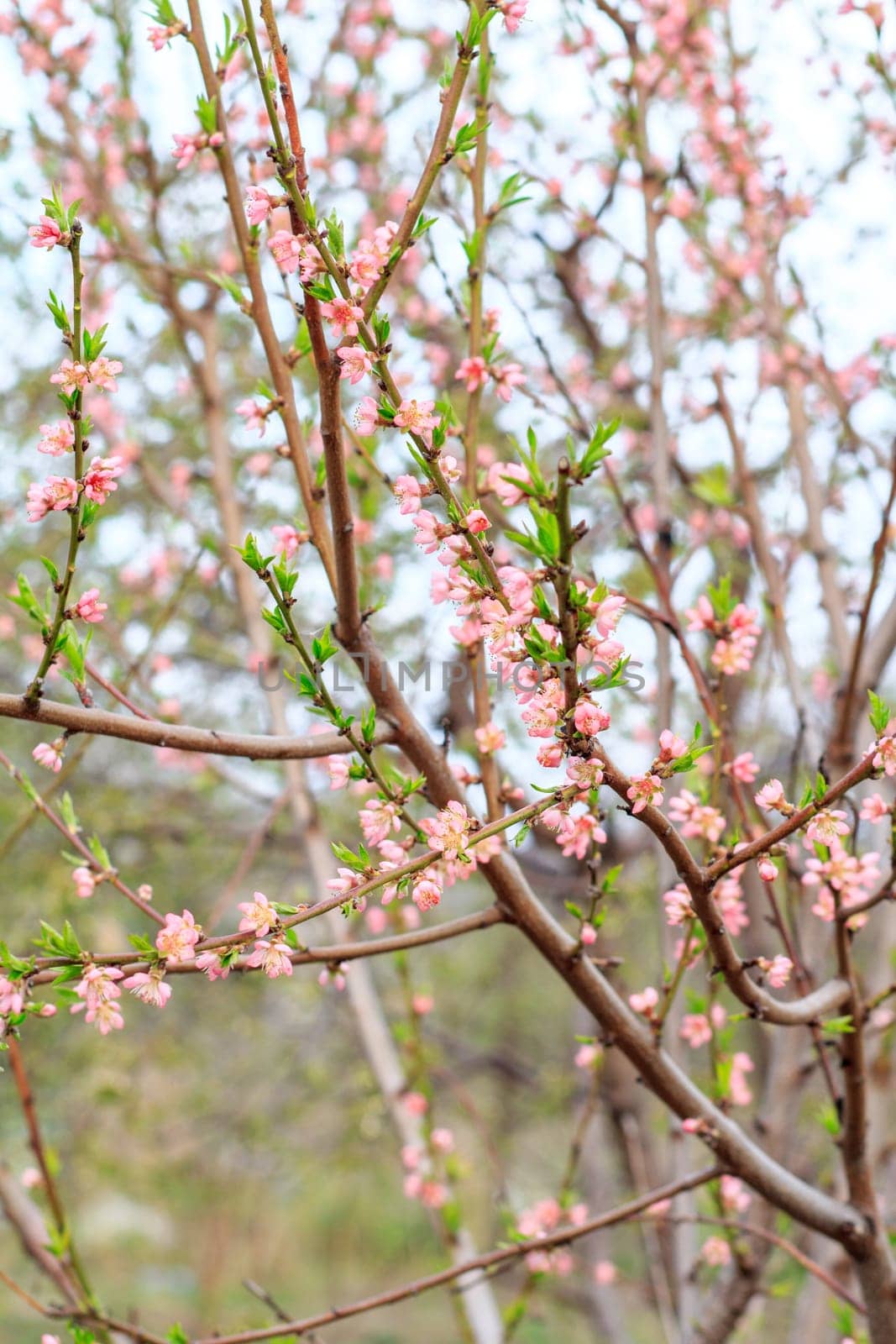 Branches of peach tree in the period of spring flowering. by mvg6894