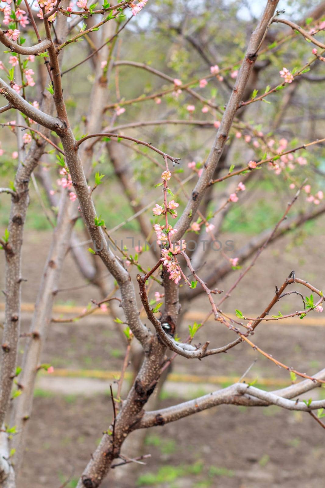 Branches of peach tree in the period of spring flowering in blurred background. Shallow depth of field. Selective focus on flowers.