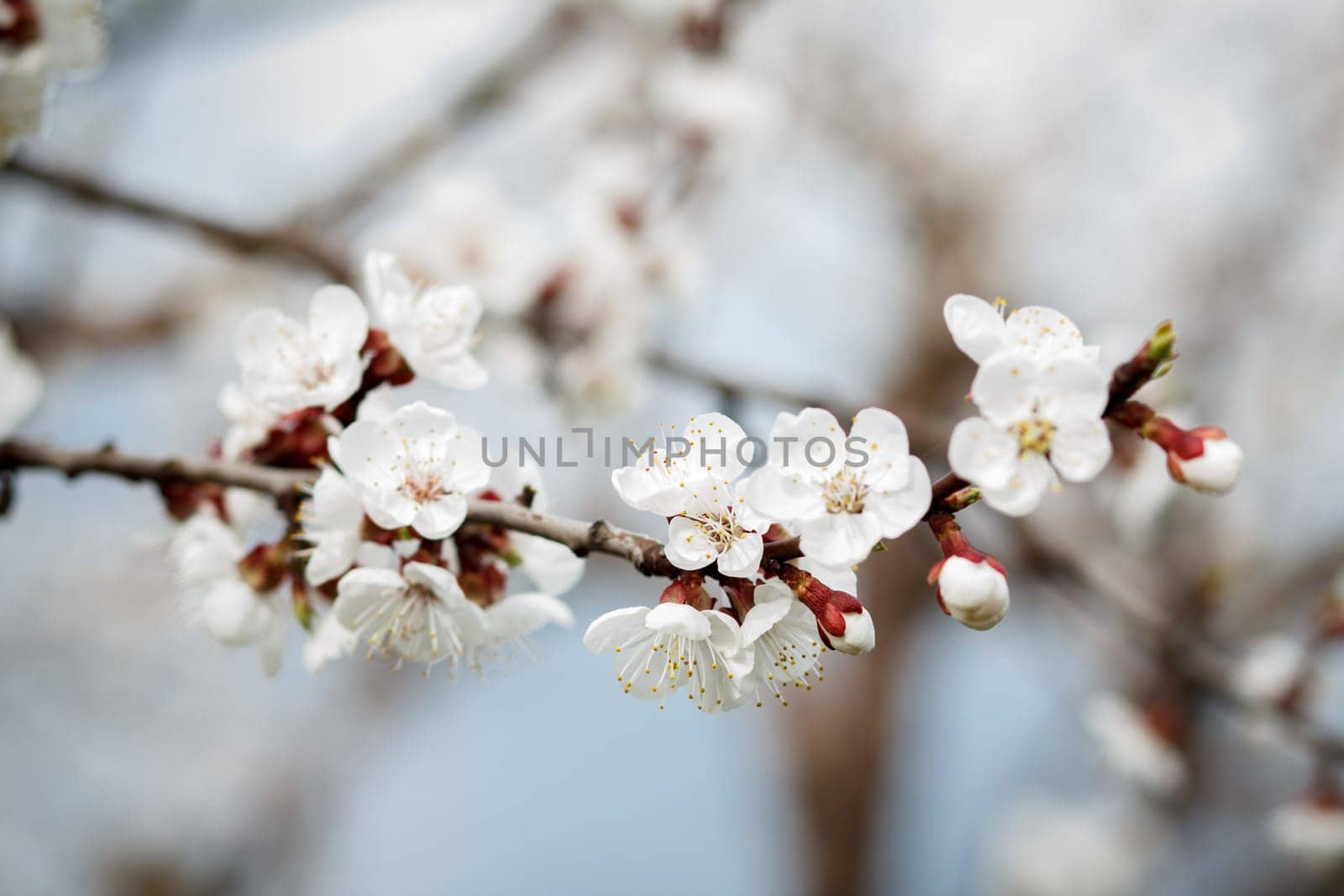 Branch of apricot tree in the period of spring flowering on blurred background. Selective focus on flowers.