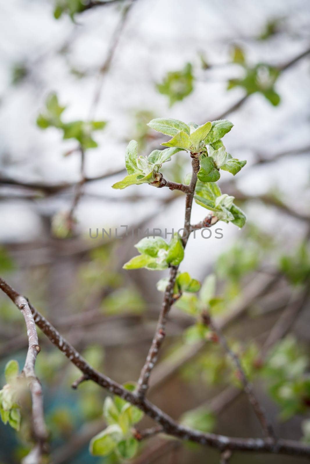 Branch of apple tree with young green leaves in early spring on blurred background. Selective focus on leaves.