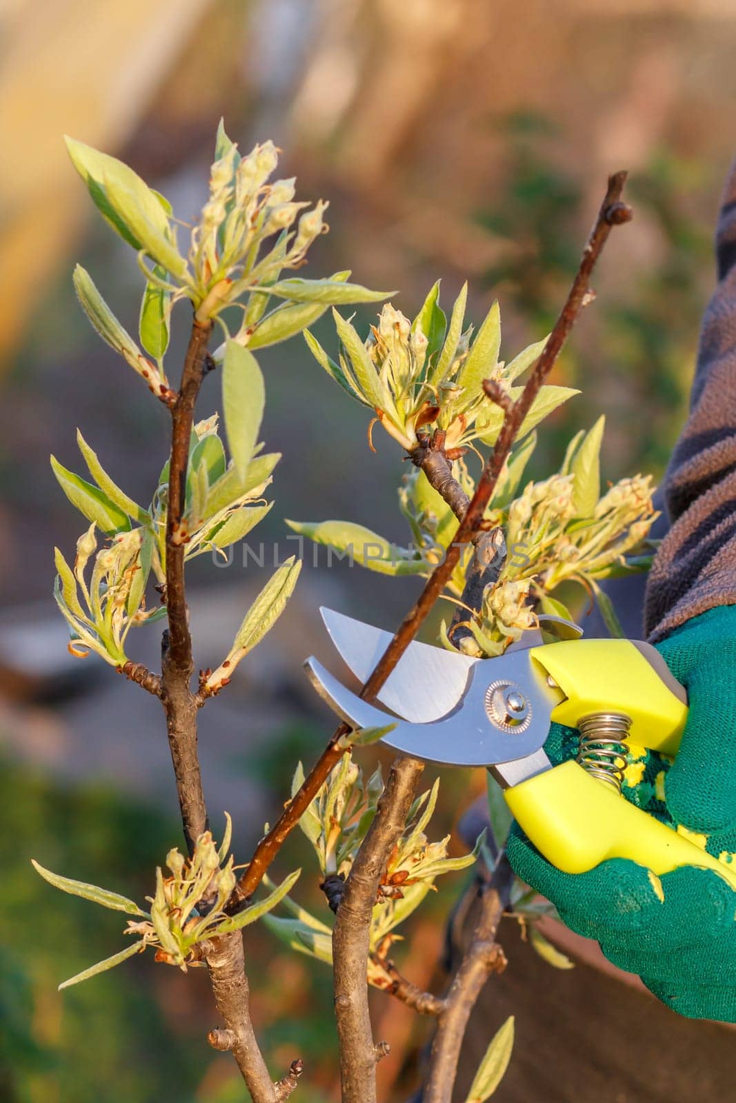 Female farmer with pruner shears the tips of pear tree by mvg6894