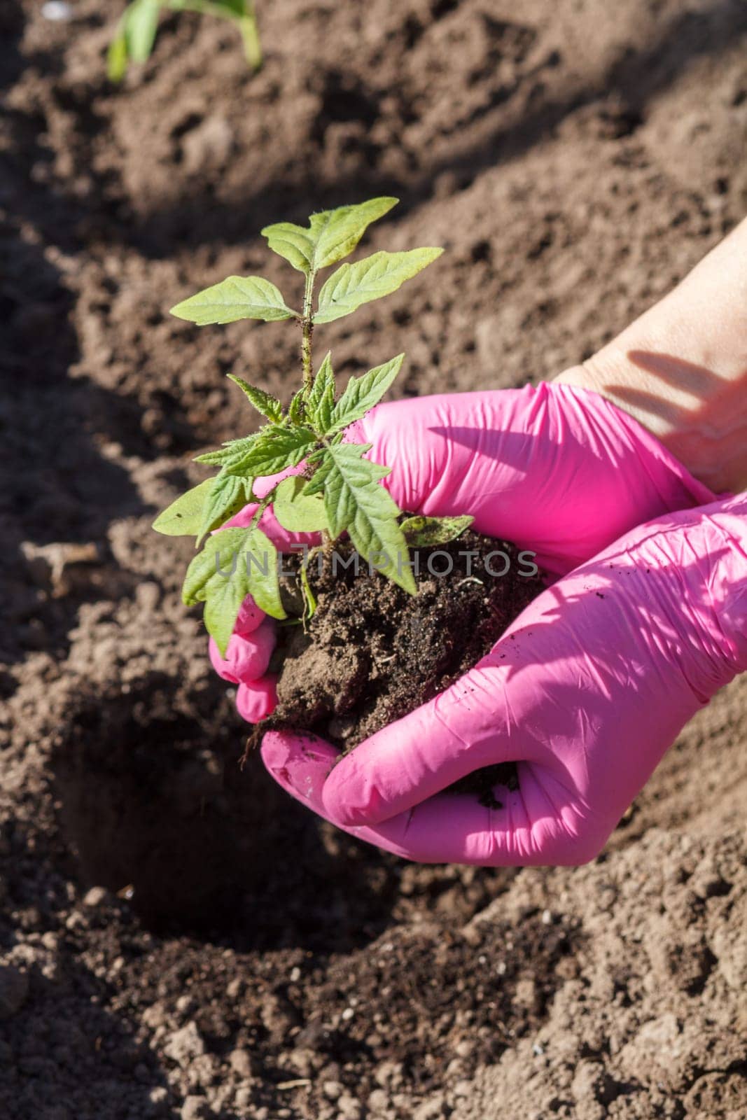 Close up hands of female gardener in pink gloves. Planting green tomato seedlings in the garden. Cultivation of vegetables.