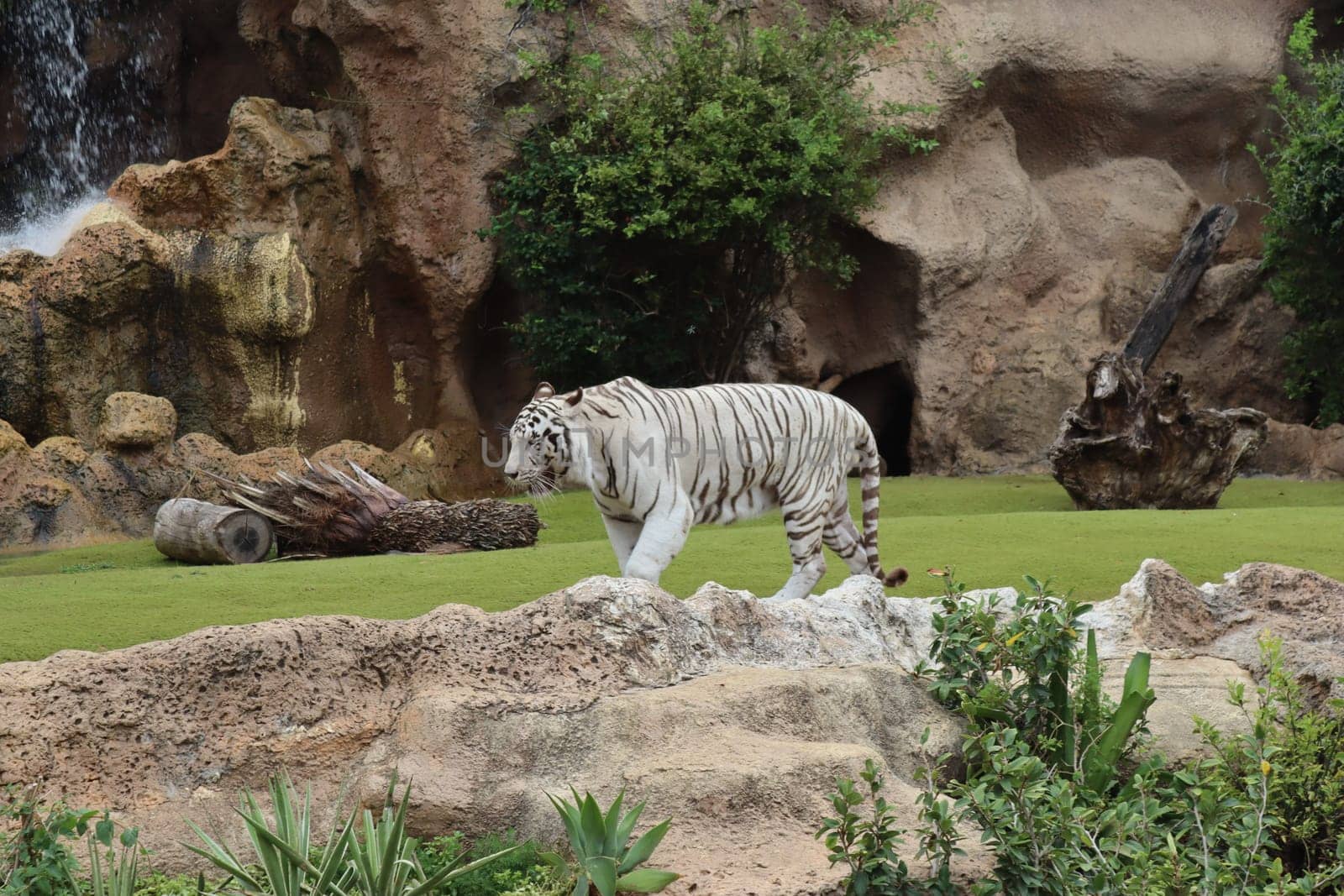 Tenerife, SPAIN White tiger at Loro Park, Loro Parque, Tenerife, Canary Islands, Spain