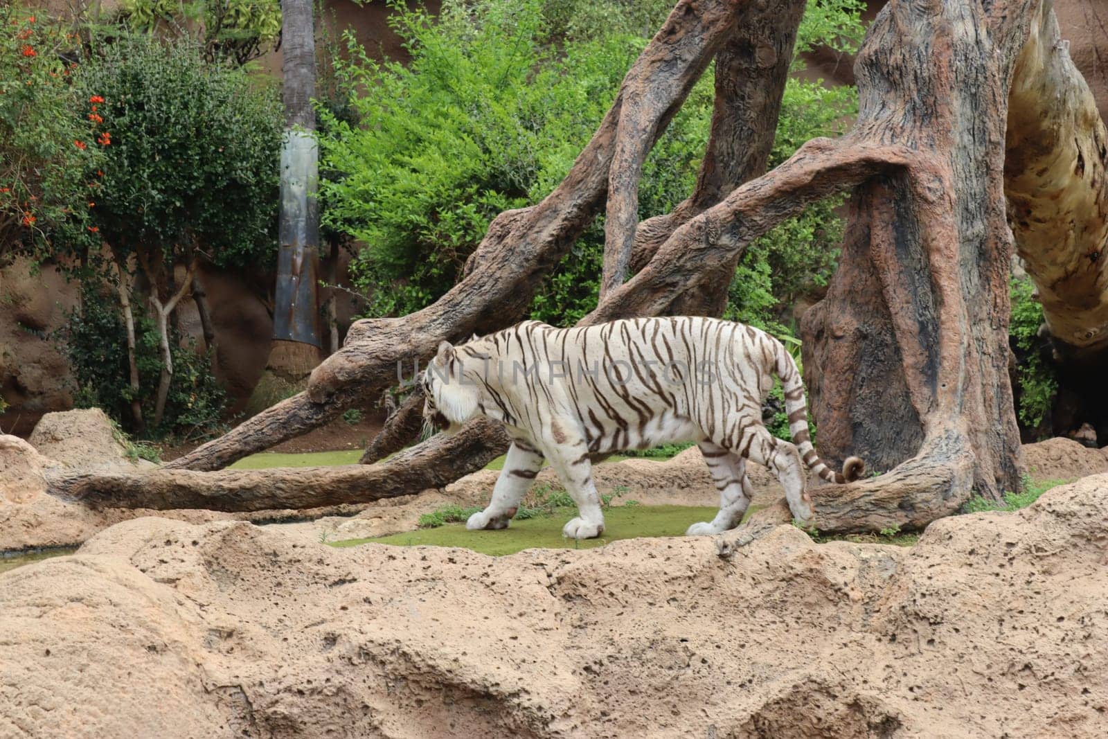 Tenerife, SPAIN White tiger at Loro Park, Loro Parque, Tenerife, Canary Islands, Spain