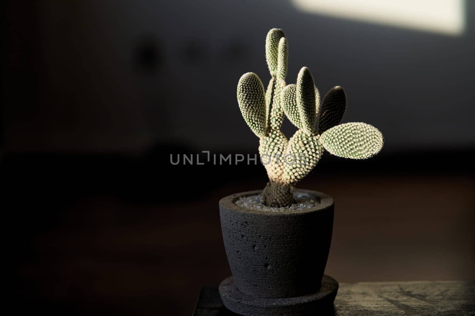 Beautiful healthy pole cactus in a concrete pot in an apartment - decoration. High quality photo