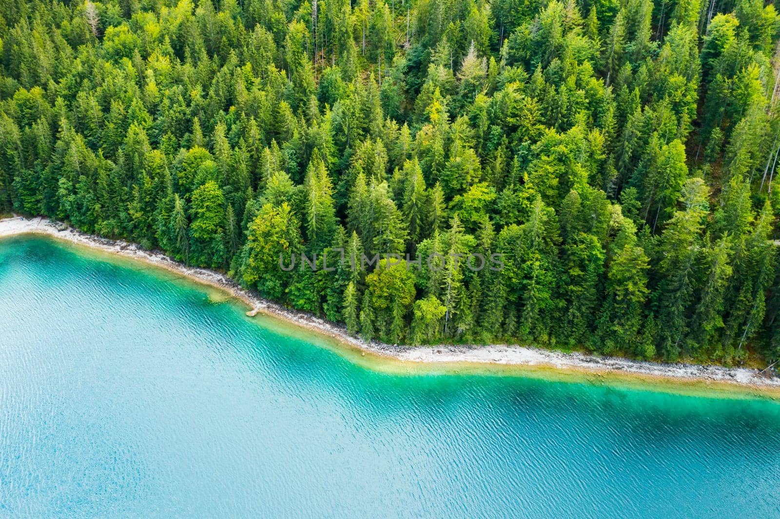 Riverside with tall pine trees and turquoise water, aerial view.