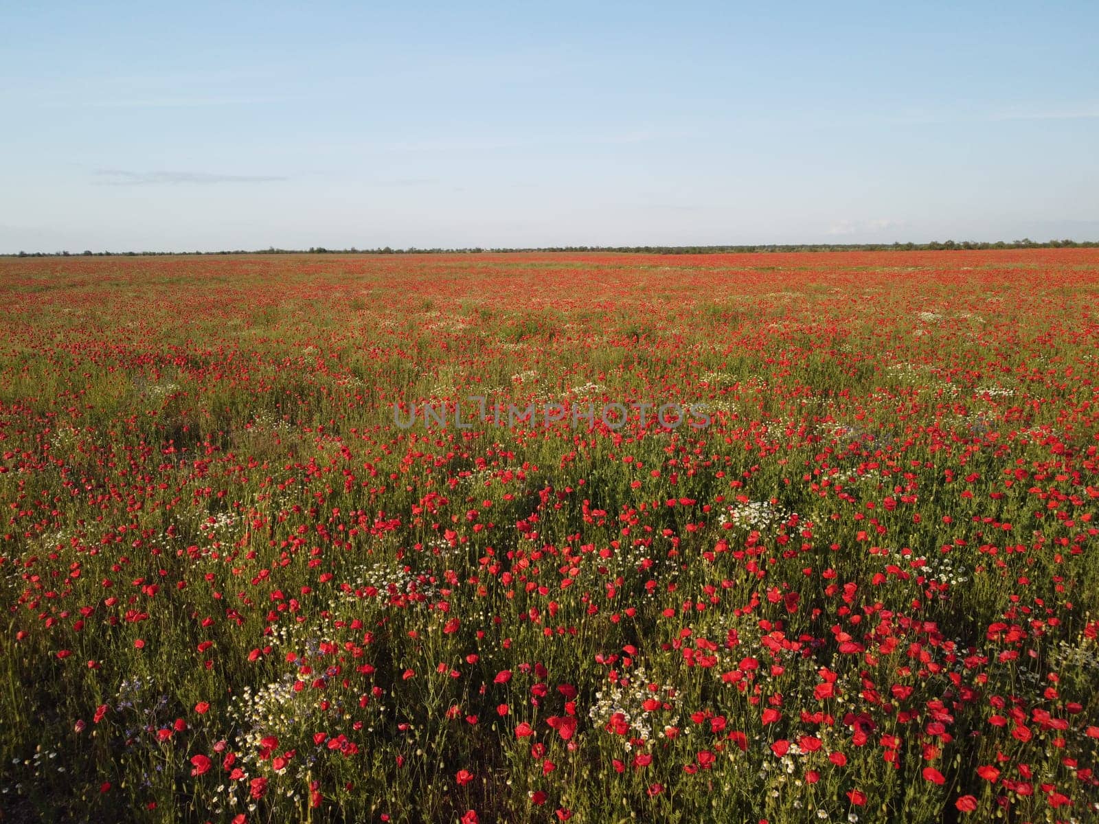 Aerial view on poppy field at sunset, with red poppies and wildflowers glowing in the evening light. Beautiful field scarlet poppies flowers in motion blur. Glade of red poppies. Papaver sp. Nobody by panophotograph