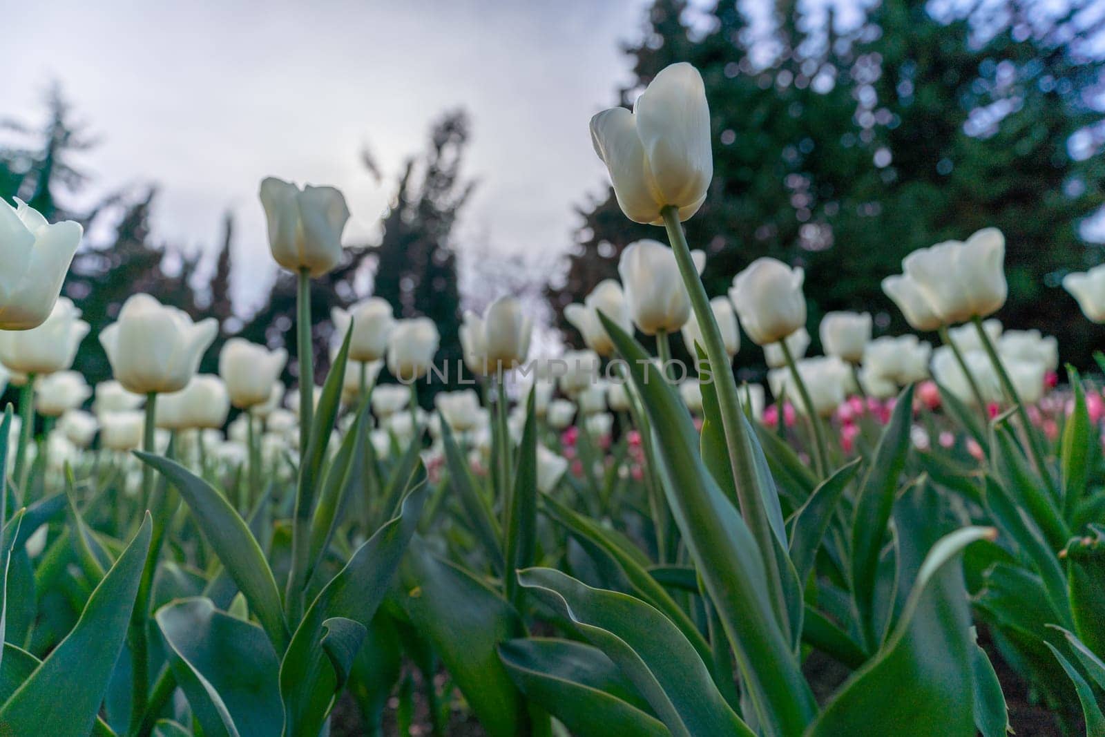 Tulip in a flower bed, white flowers against the sky and trees, spring flowers. by Matiunina