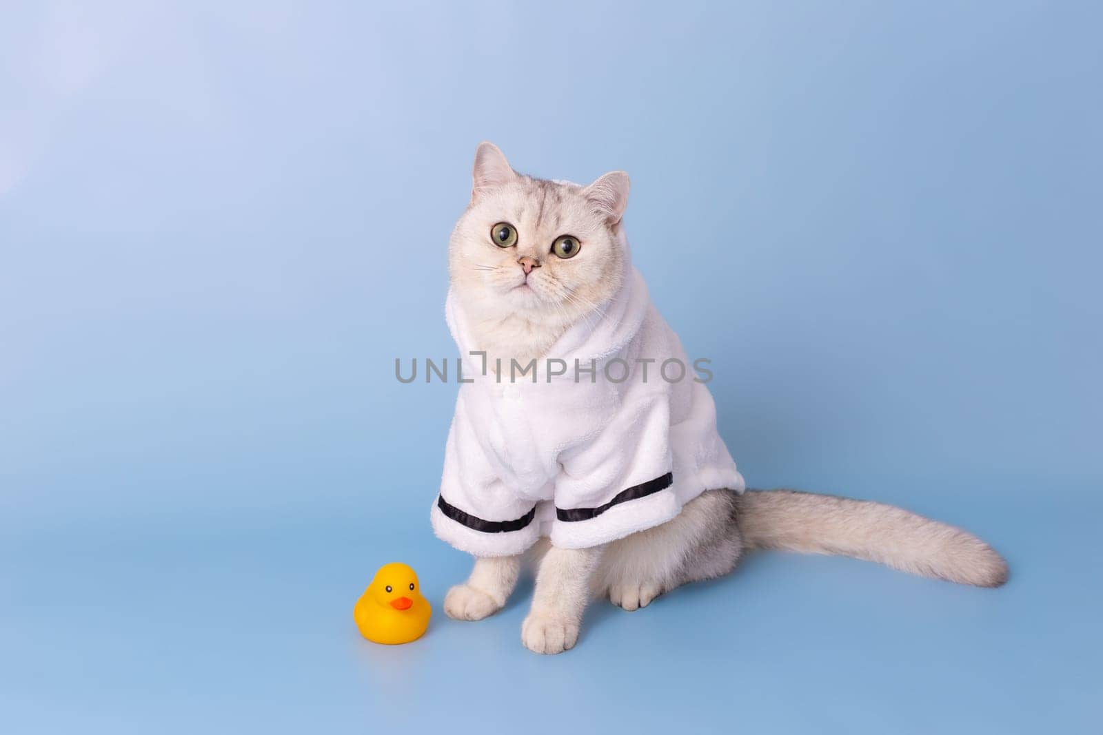 Beautiful white cat is sitting in a white bathrobe, on a blue background, next to a yellow rubber duck, looking at camera. Copy space