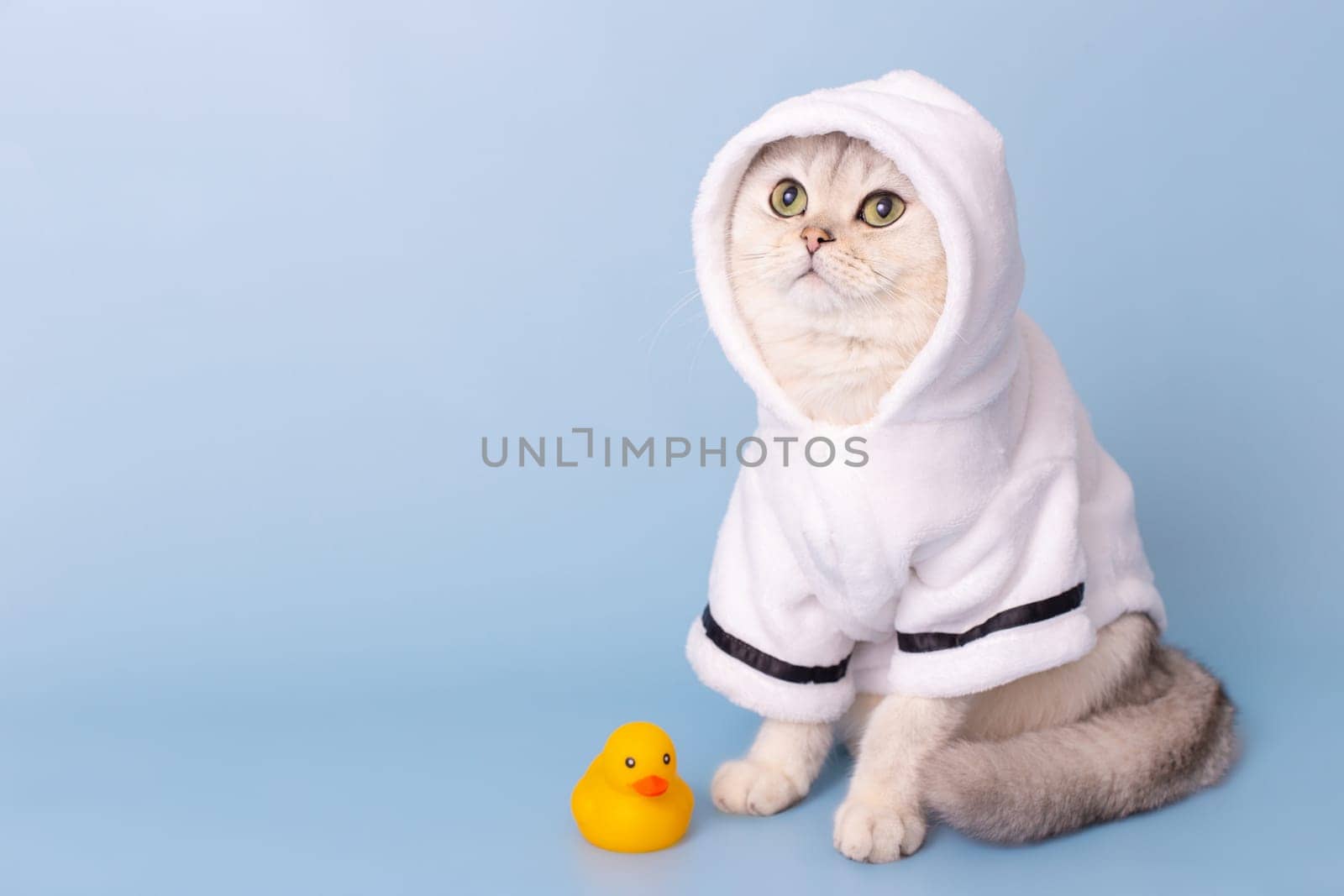 A charming white cat is sitting in a white robe with a hood, on a blue background, next to a yellow rubber duck after bathing, looking to the side, up. Copy space