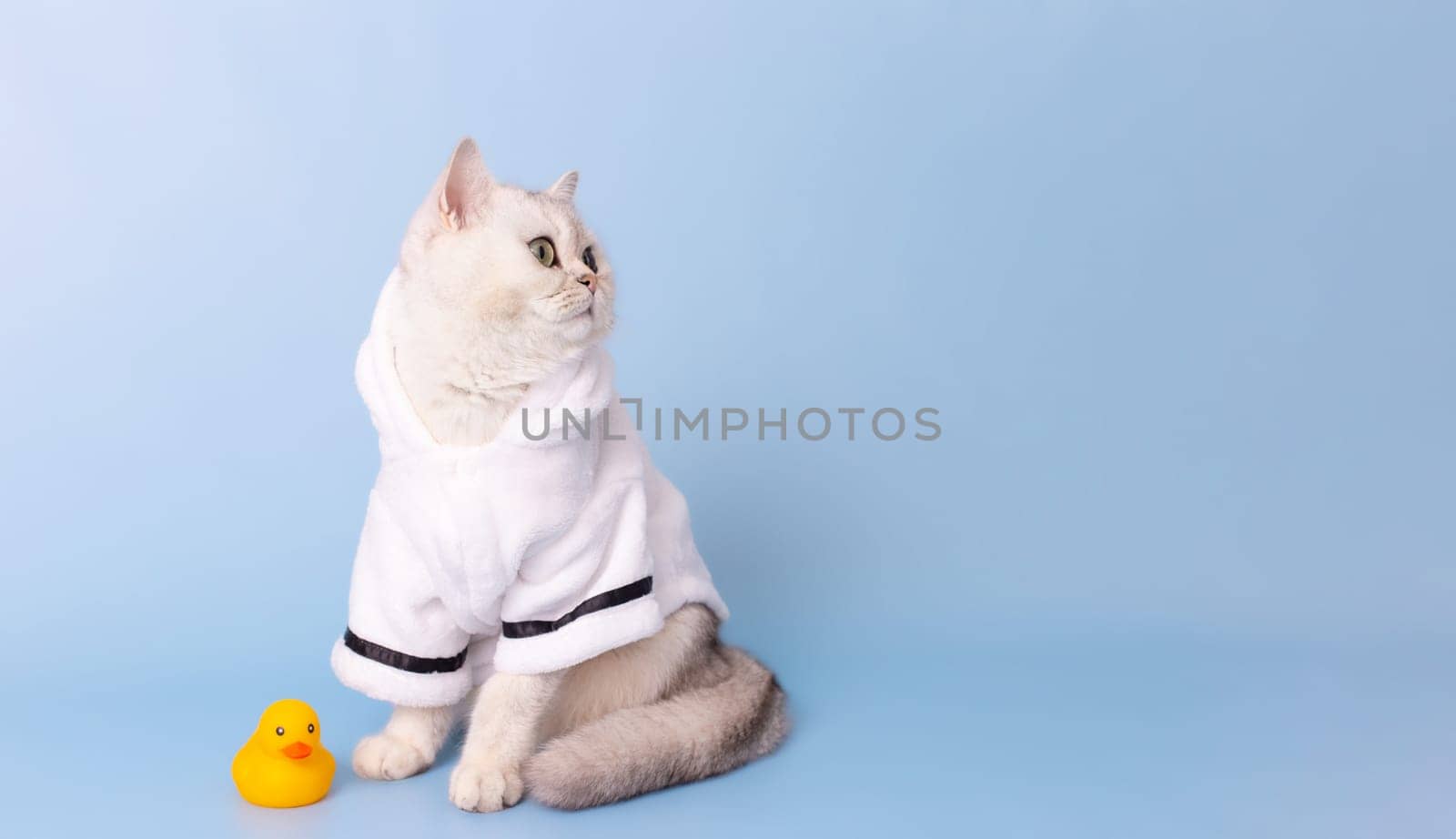 Wide banner with adorable white cat is sitting in a white bathrobe, on a blue background, next to a yellow rubber duck, looking away. Copy space