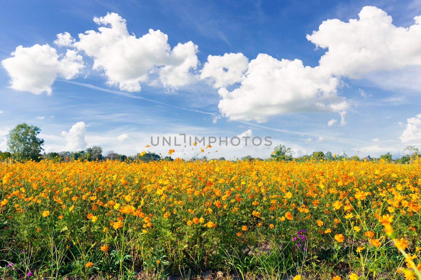 Yellow colour cosmos flowers field with blue sky are most favorite planted in Thailand.