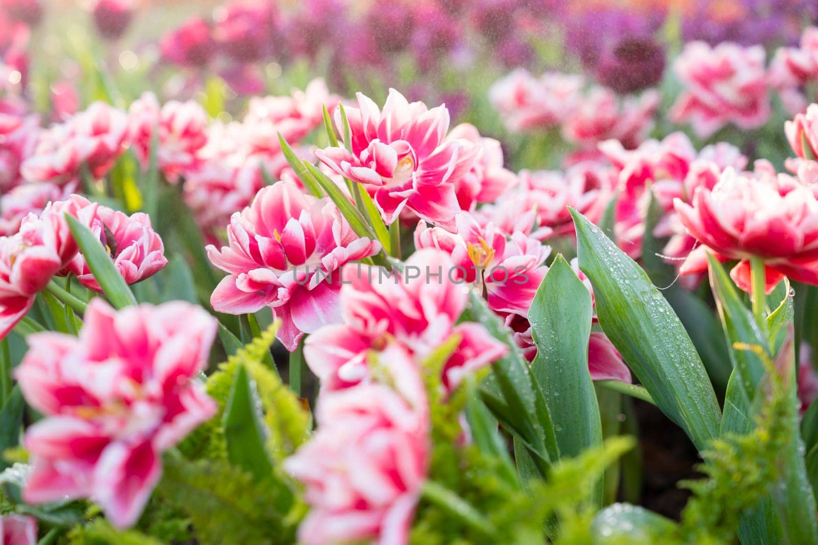 Beautiful tulip in the garden with sunlight, north Thailand.