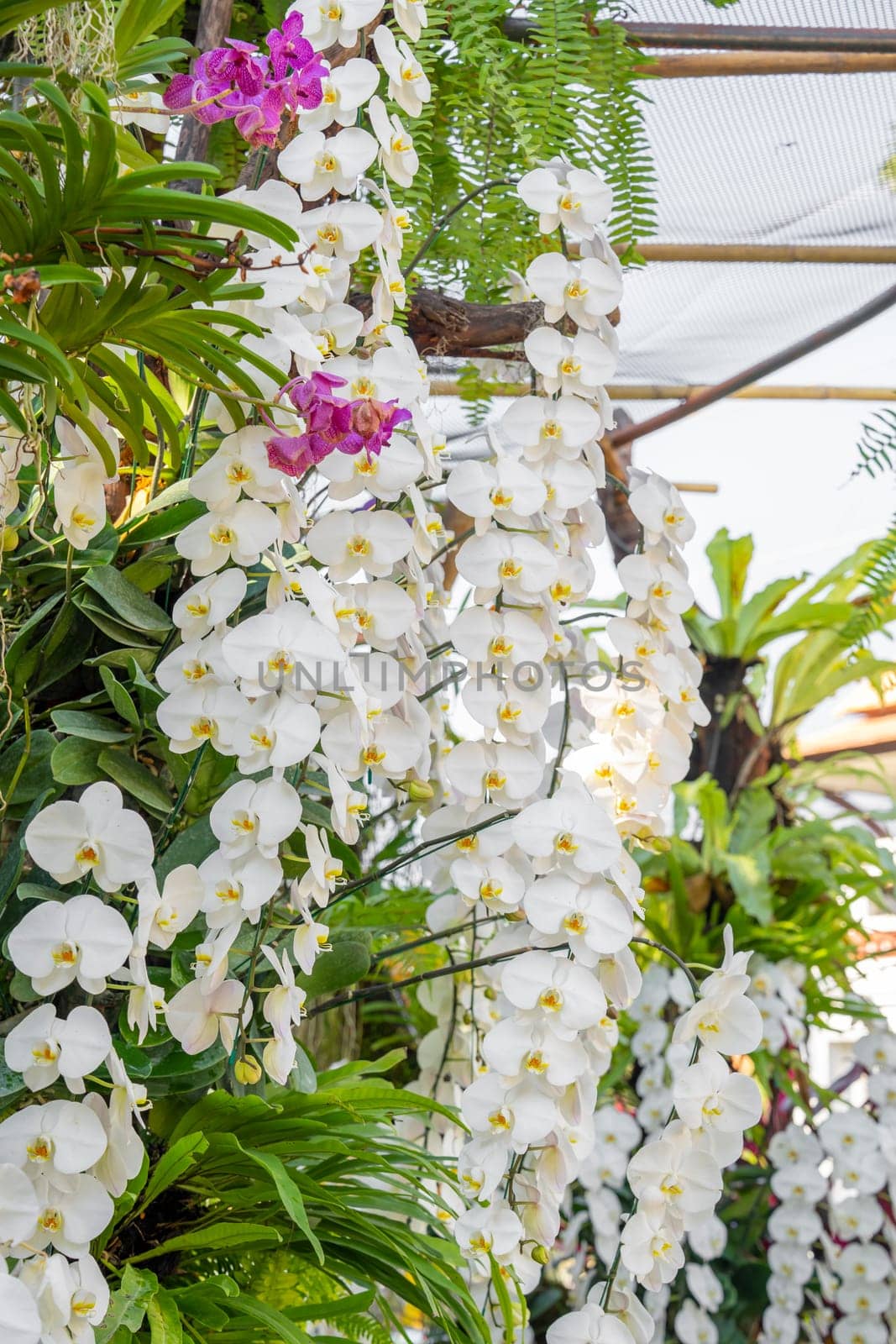 The Close-up of a Moth Orchid plant in the garden. by Gamjai