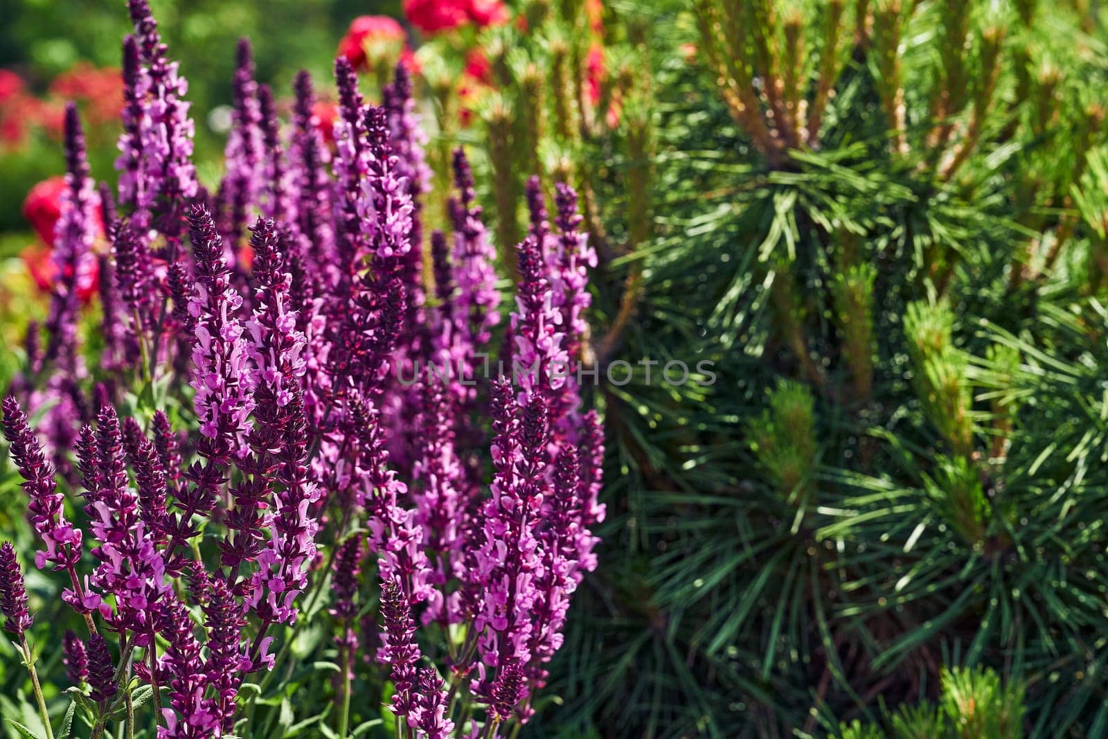 Lovely pink purple sage salvia and young spruce shoots in a green garden by jovani68