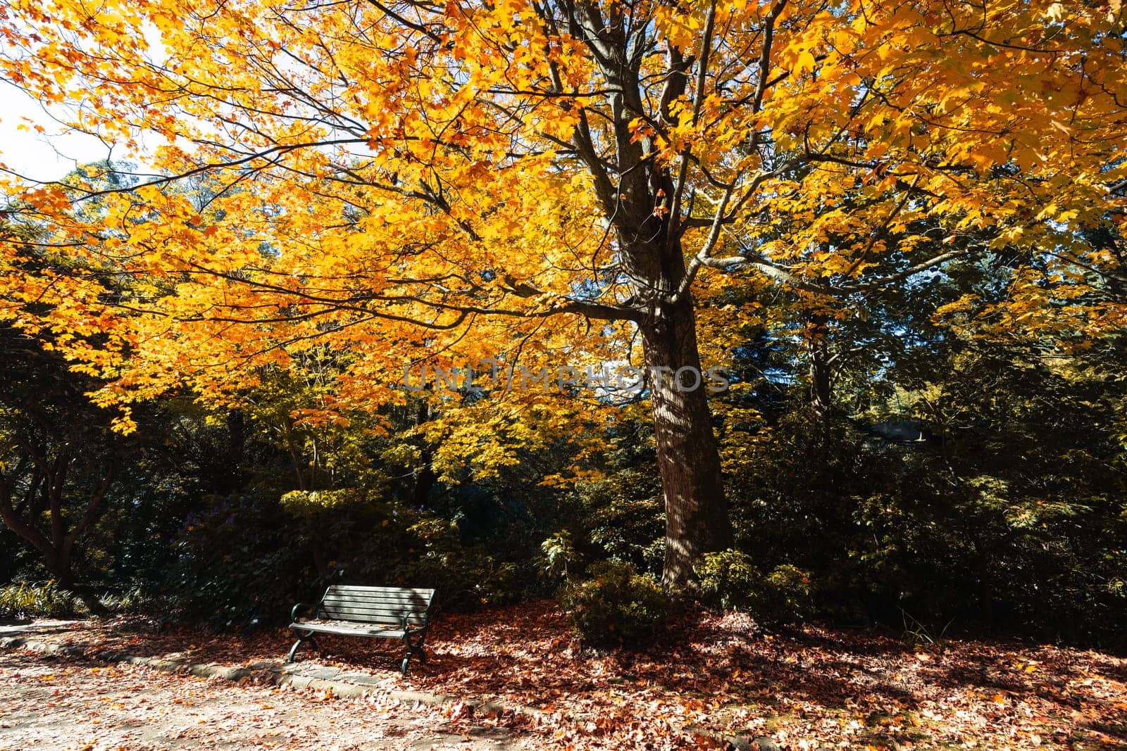 Alfred Nicholas Memorial Gardens on a warm sunny autumn day in the Dandenongs regoion of Sassafras, Victoria, Australia