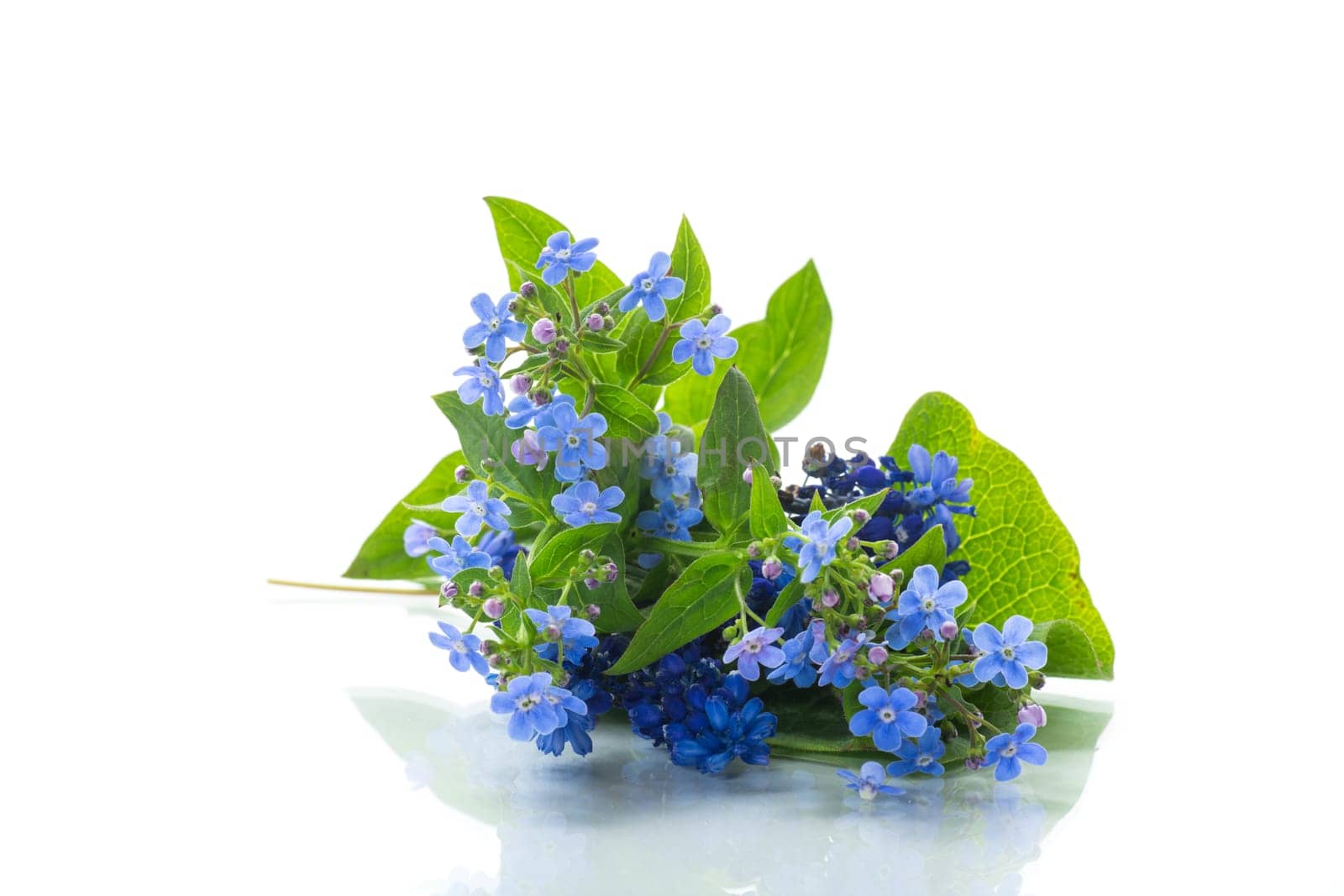 small blue forget-me-not flowers on white background by Rawlik