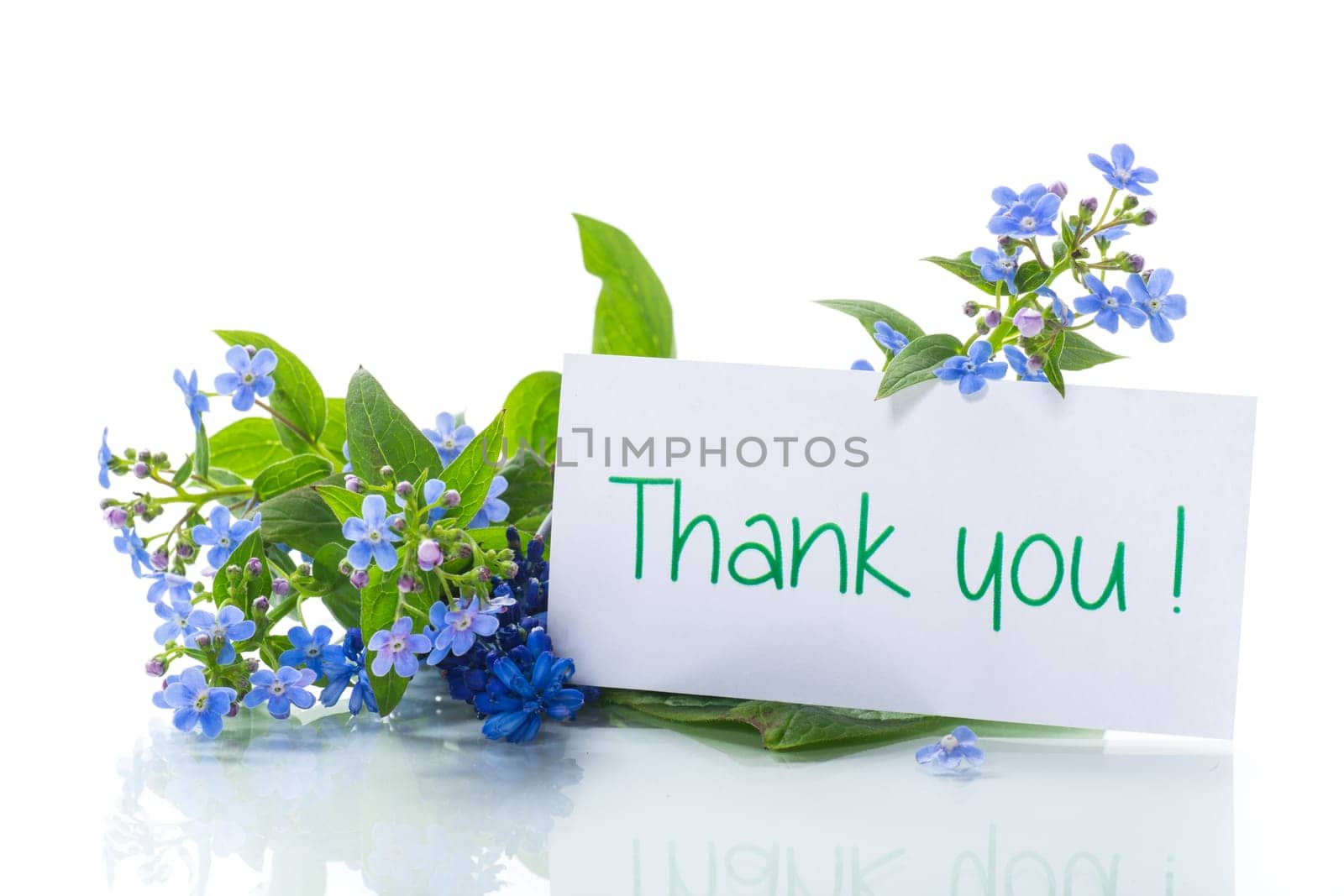 small blue forget-me-not flowers isolated on white background