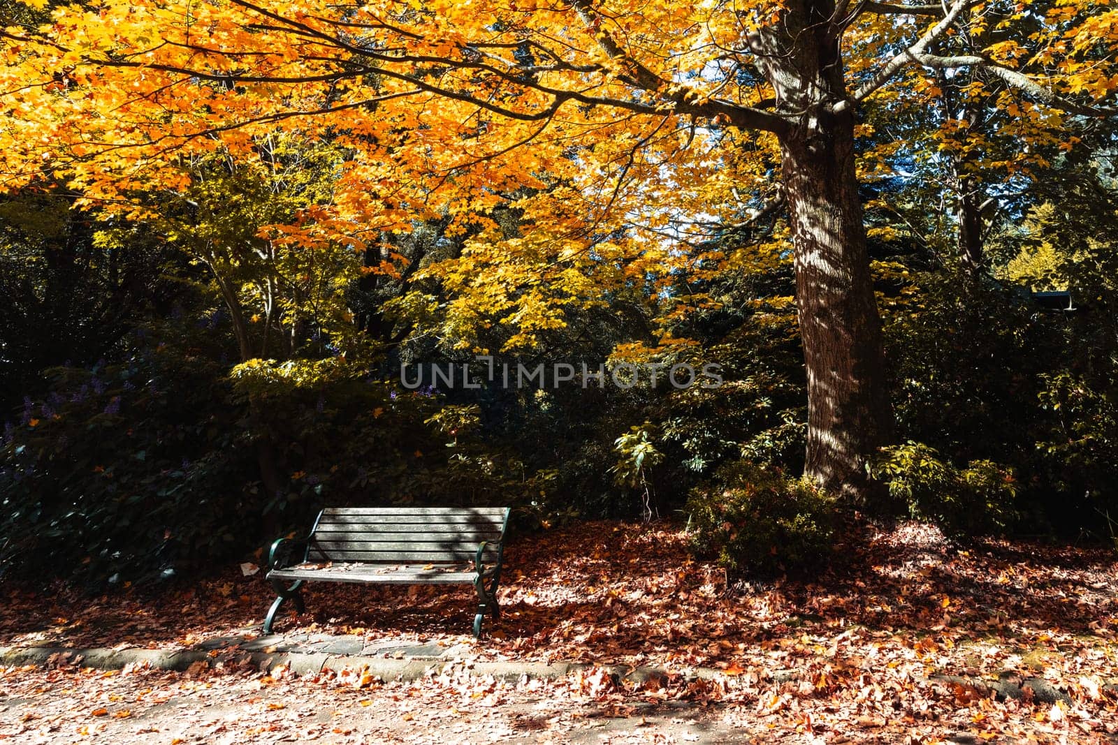 Alfred Nicholas Memorial Gardens on a warm sunny autumn day in the Dandenongs regoion of Sassafras, Victoria, Australia