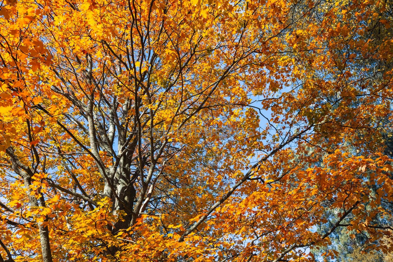 Alfred Nicholas Memorial Gardens on a warm sunny autumn day in the Dandenongs regoion of Sassafras, Victoria, Australia