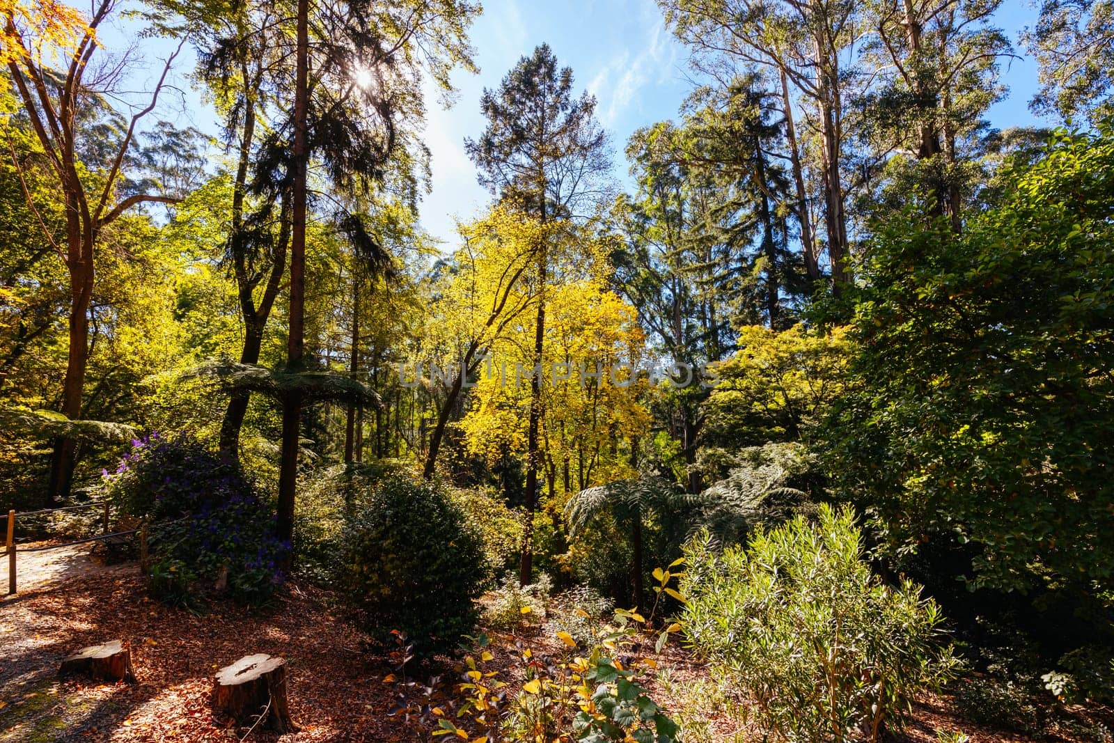 Alfred Nicholas Memorial Gardens on a warm sunny autumn day in the Dandenongs regoion of Sassafras, Victoria, Australia