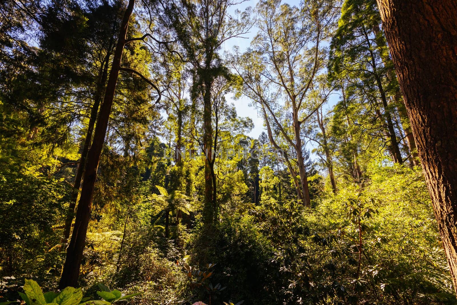 Alfred Nicholas Memorial Gardens on a warm sunny autumn day in the Dandenongs regoion of Sassafras, Victoria, Australia