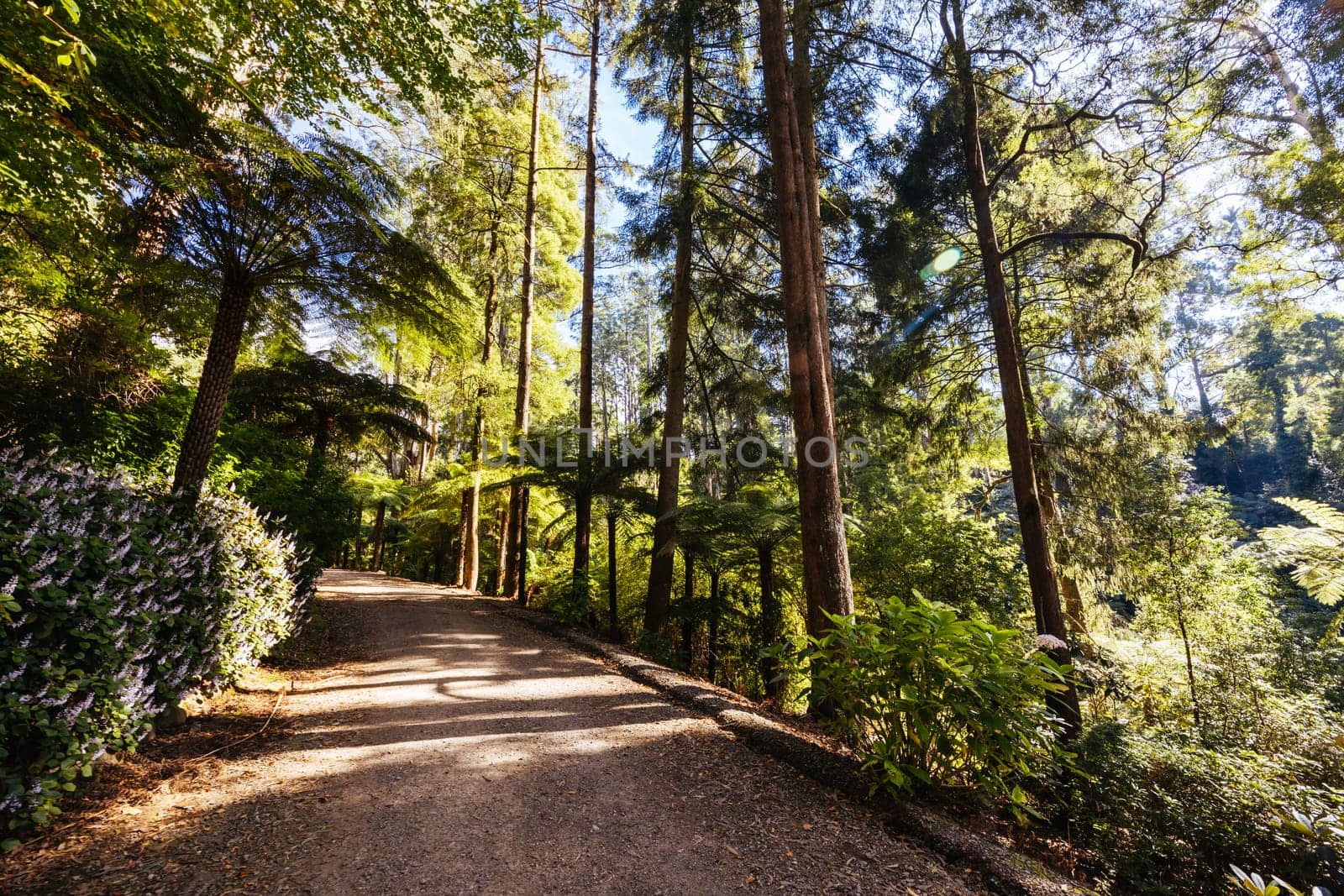 Alfred Nicholas Memorial Gardens on a warm sunny autumn day in the Dandenongs regoion of Sassafras, Victoria, Australia