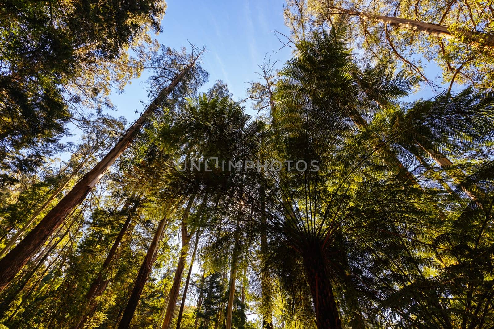 Alfred Nicholas Memorial Gardens on a warm sunny autumn day in the Dandenongs regoion of Sassafras, Victoria, Australia