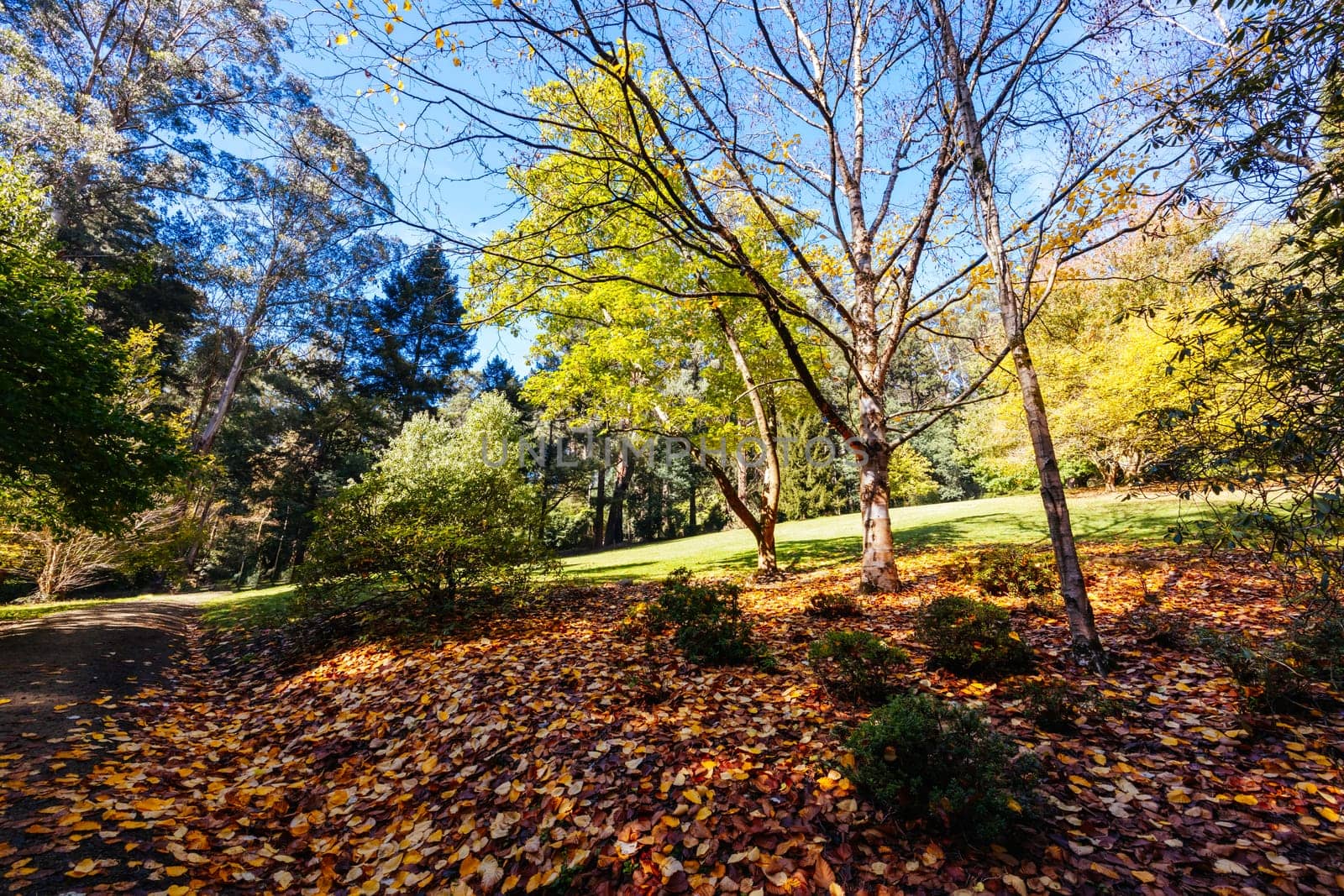 Alfred Nicholas Memorial Gardens on a warm sunny autumn day in the Dandenongs regoion of Sassafras, Victoria, Australia