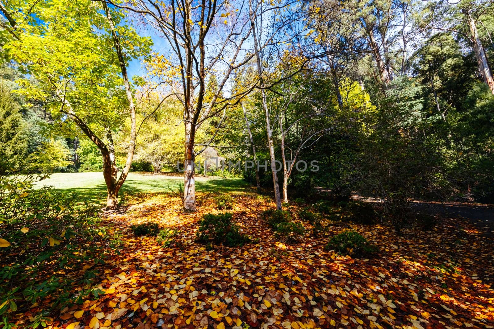 Alfred Nicholas Memorial Gardens on a warm sunny autumn day in the Dandenongs regoion of Sassafras, Victoria, Australia