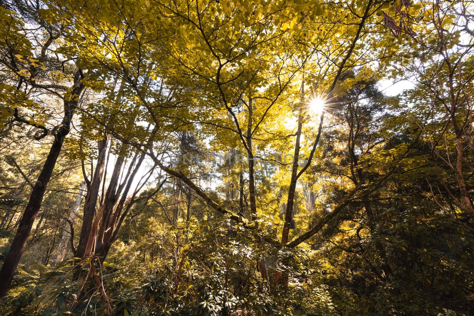 Alfred Nicholas Memorial Gardens on a warm sunny autumn day in the Dandenongs regoion of Sassafras, Victoria, Australia