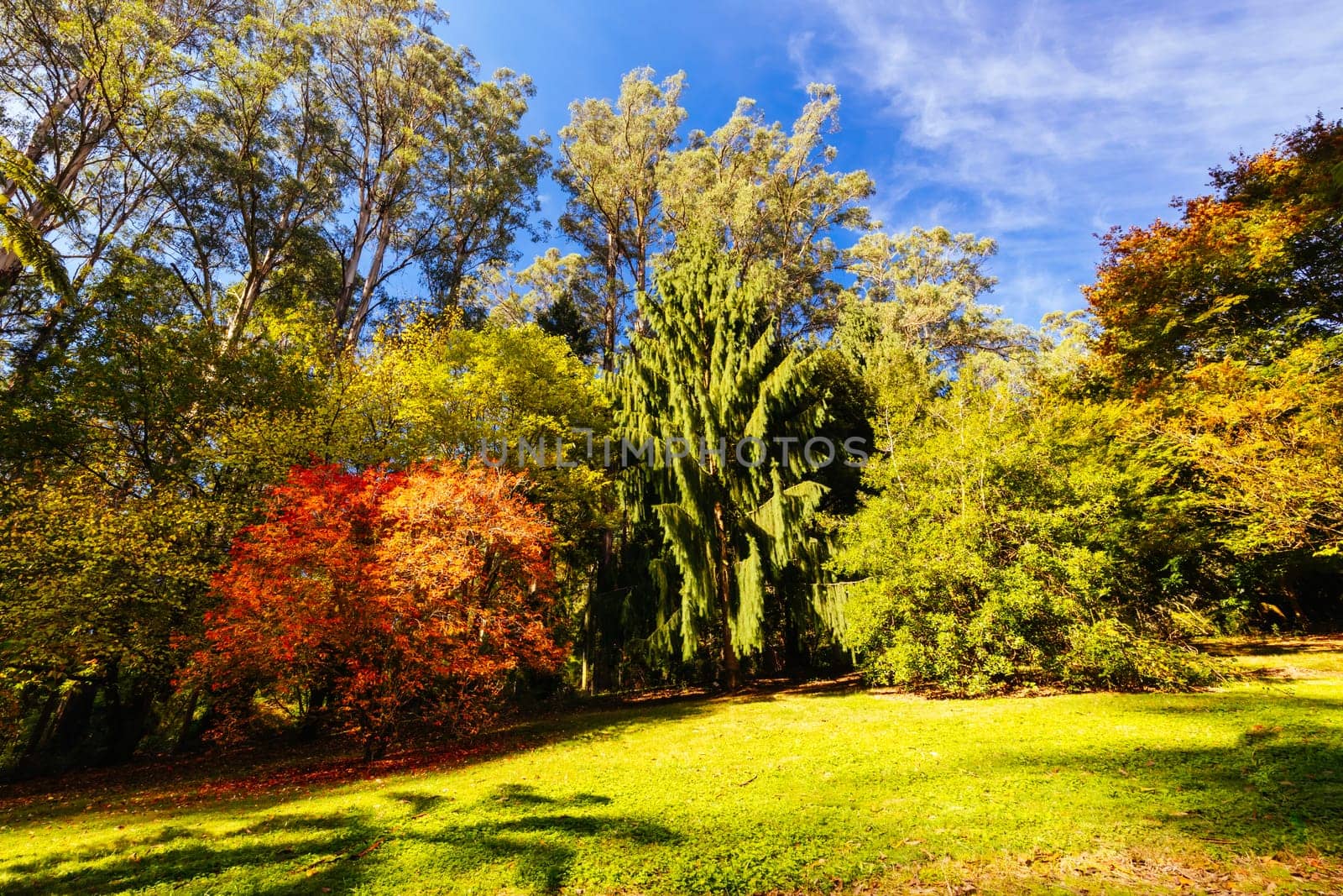 Alfred Nicholas Memorial Gardens on a warm sunny autumn day in the Dandenongs regoion of Sassafras, Victoria, Australia