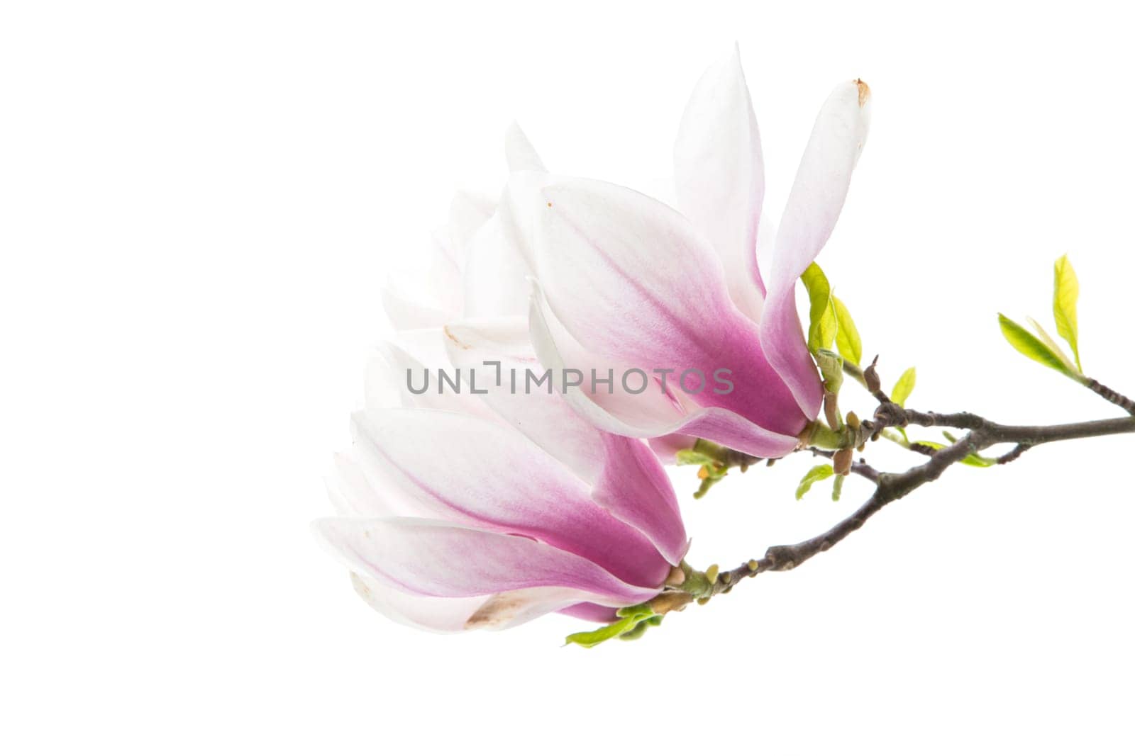 Branch with blooming pink Magnolia flowers isolated on white background