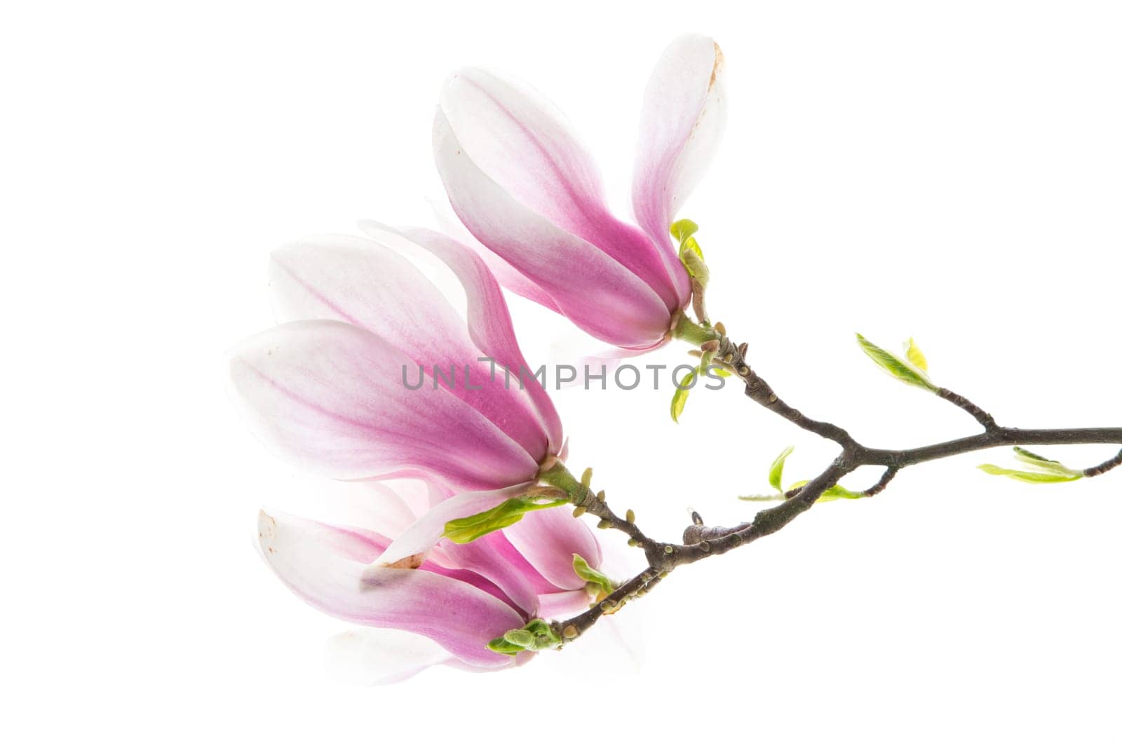 Branch with blooming pink Magnolia flowers isolated on white background