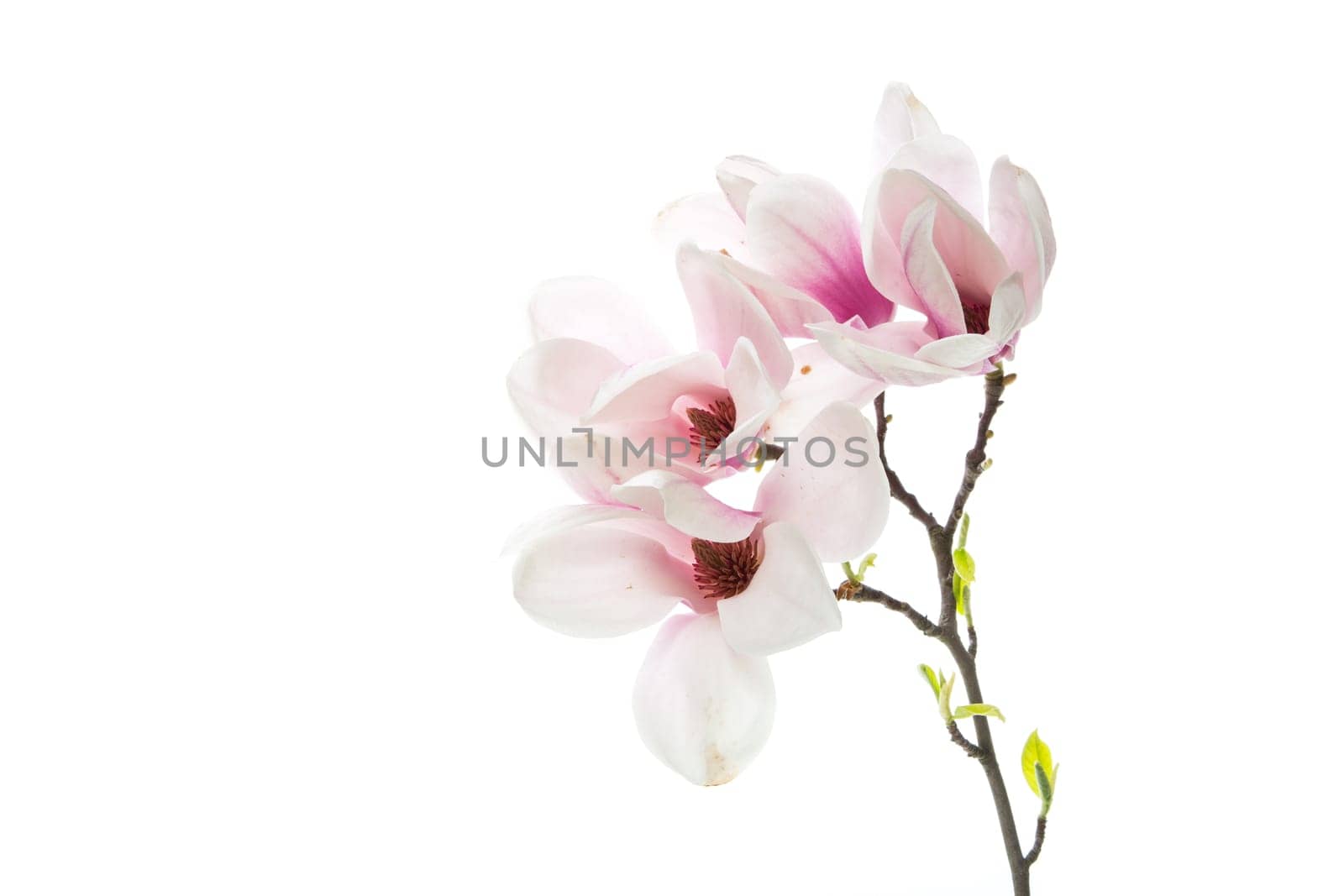 Branch with blooming pink Magnolia flowers isolated on white background