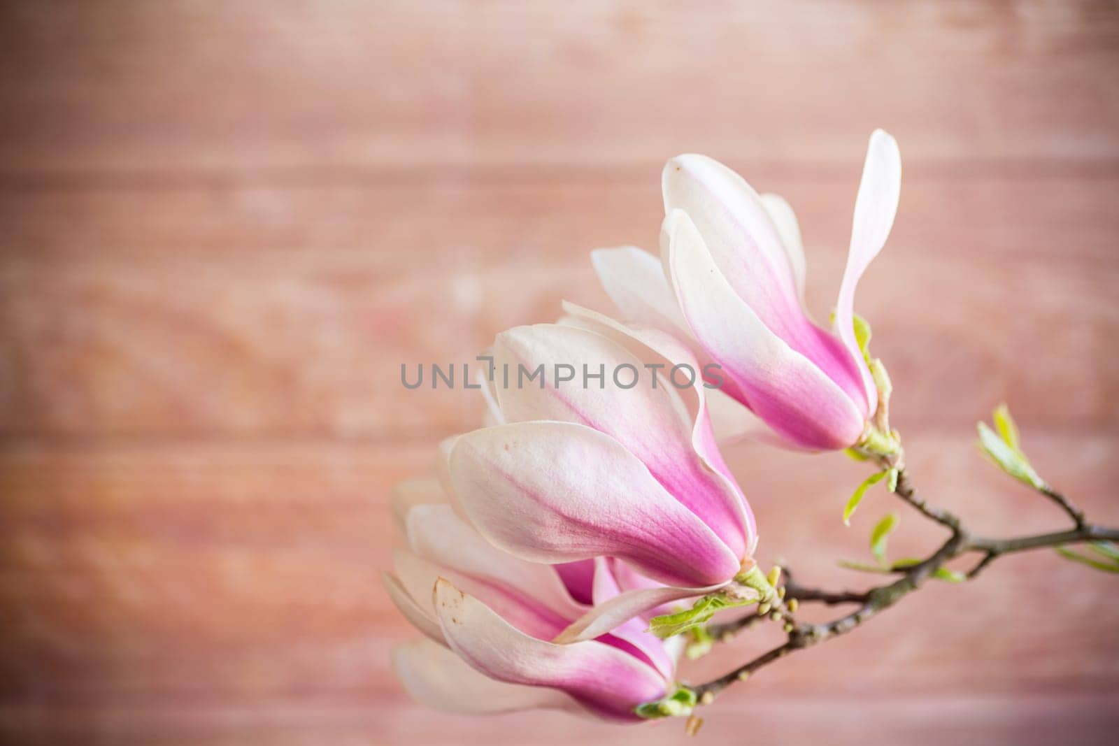 Branch with blooming pink Magnolia flowers on blurred wooden background