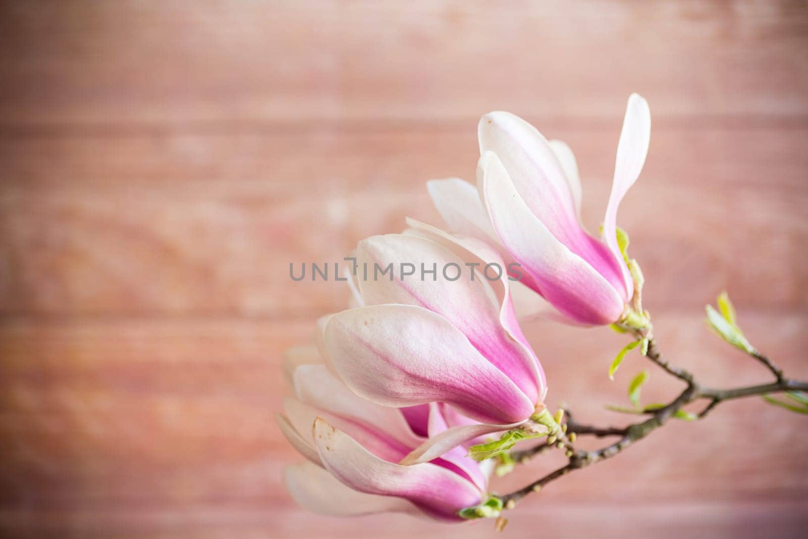 Branch with blooming pink Magnolia flowers on wooden background by Rawlik